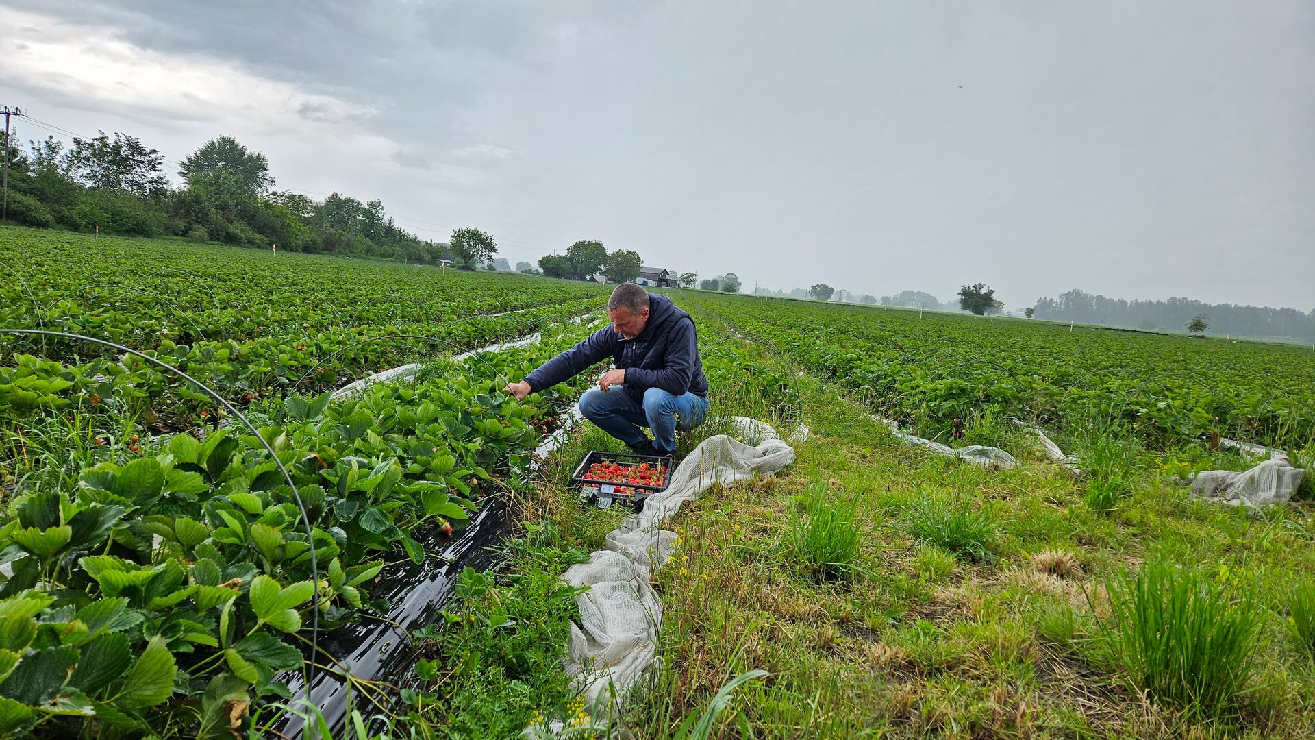 People in nature, Sky, Plant, Cloud, Farmer, Grass, Agriculture