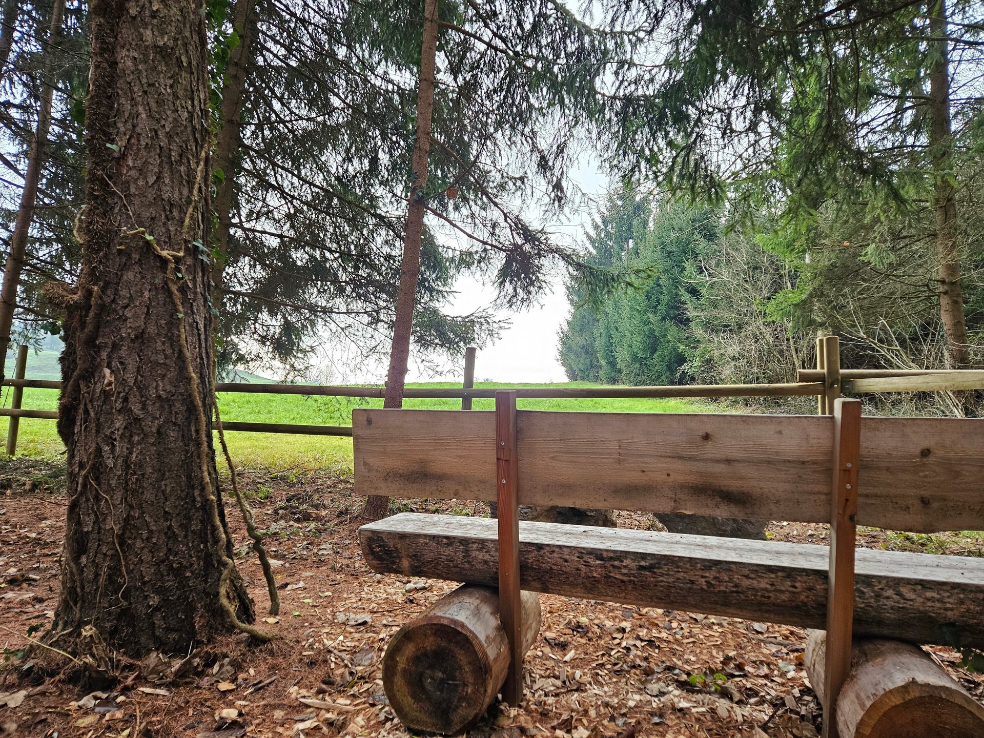 A rustic wooden bench in a forest, beside a large tree, with a fence and field beyond.