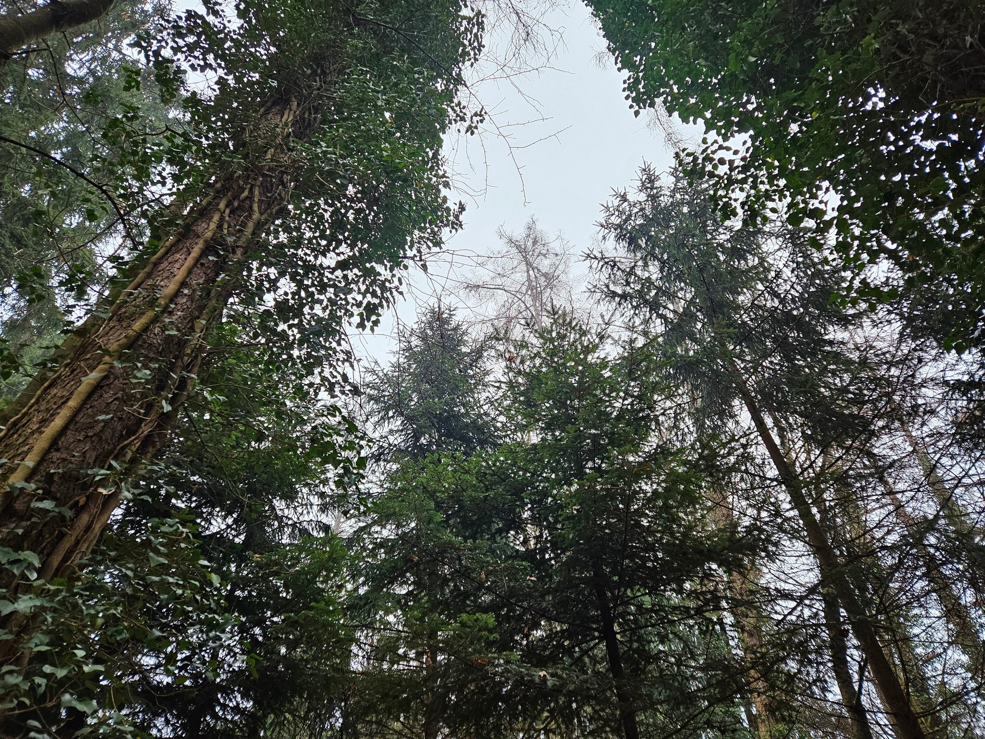 View looking up through tall forest trees with ivy and clear sky overhead.
