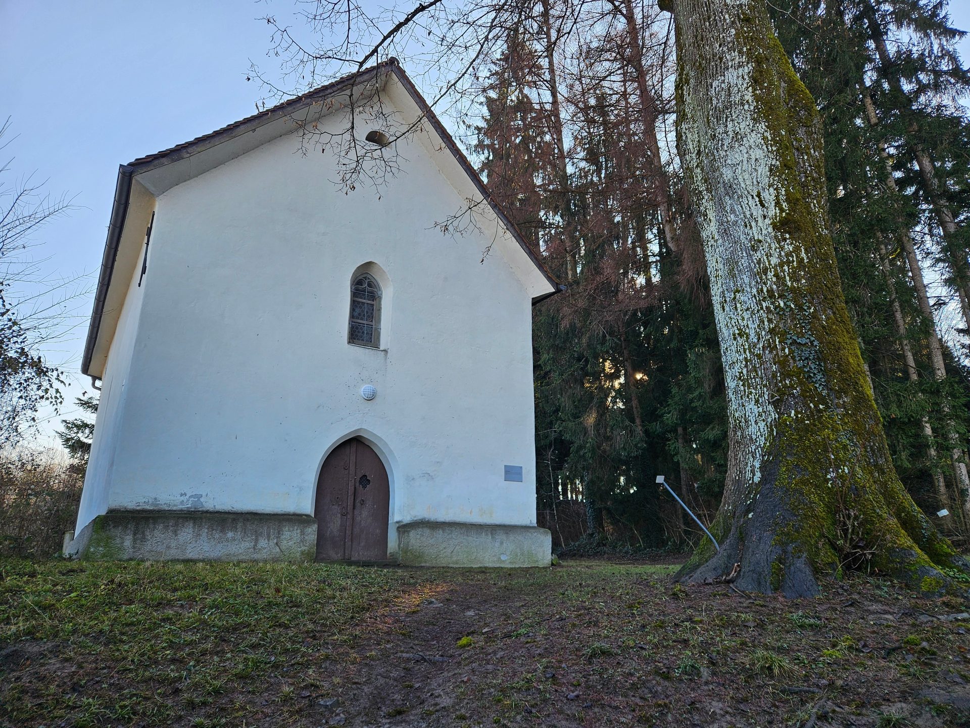 A white chapel stands next to a large mossy tree, with a forest in the background under a blue sky.