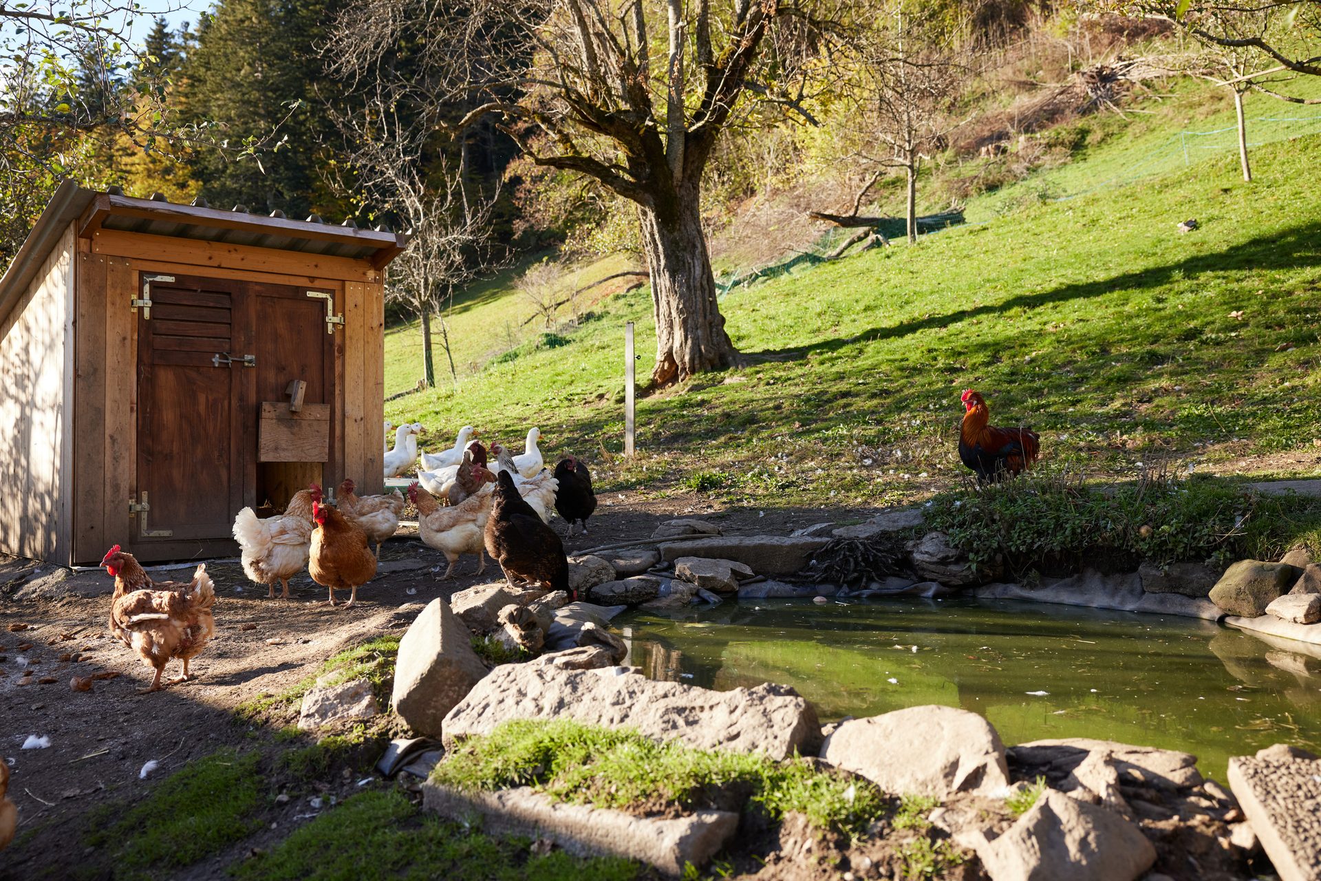 Natural landscape, Bird, Plant, Water, Tree, Wood, Grass, Watercourse, Leisure