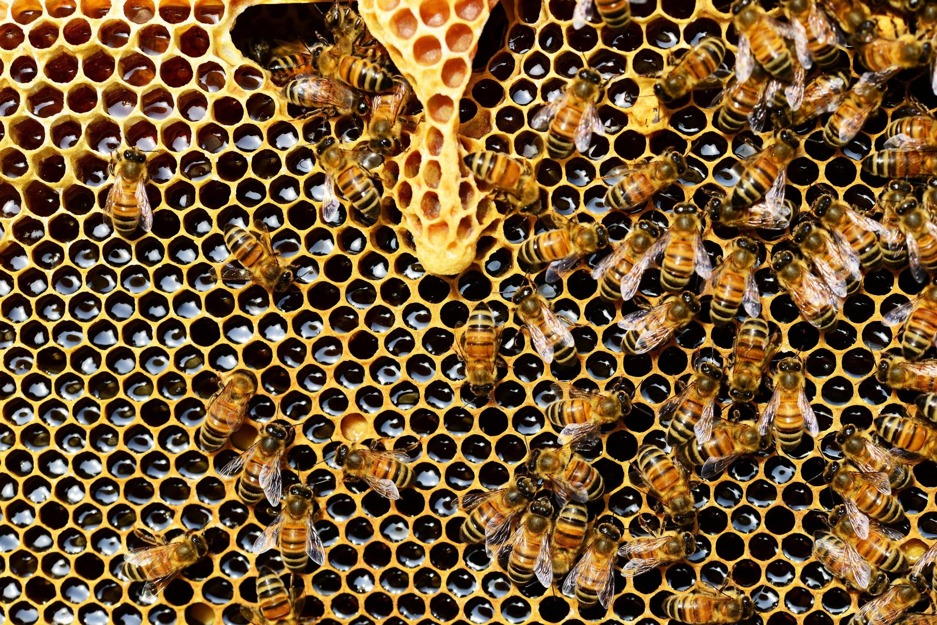 Honey bee, Natural material, Yellow, Beehive, Honeycomb, Pollinator, Close-up