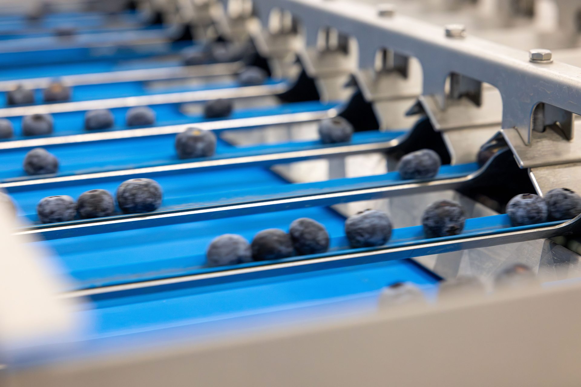 Blueberries on blue conveyor belts moving through a processing facility, showcasing automated sorting.