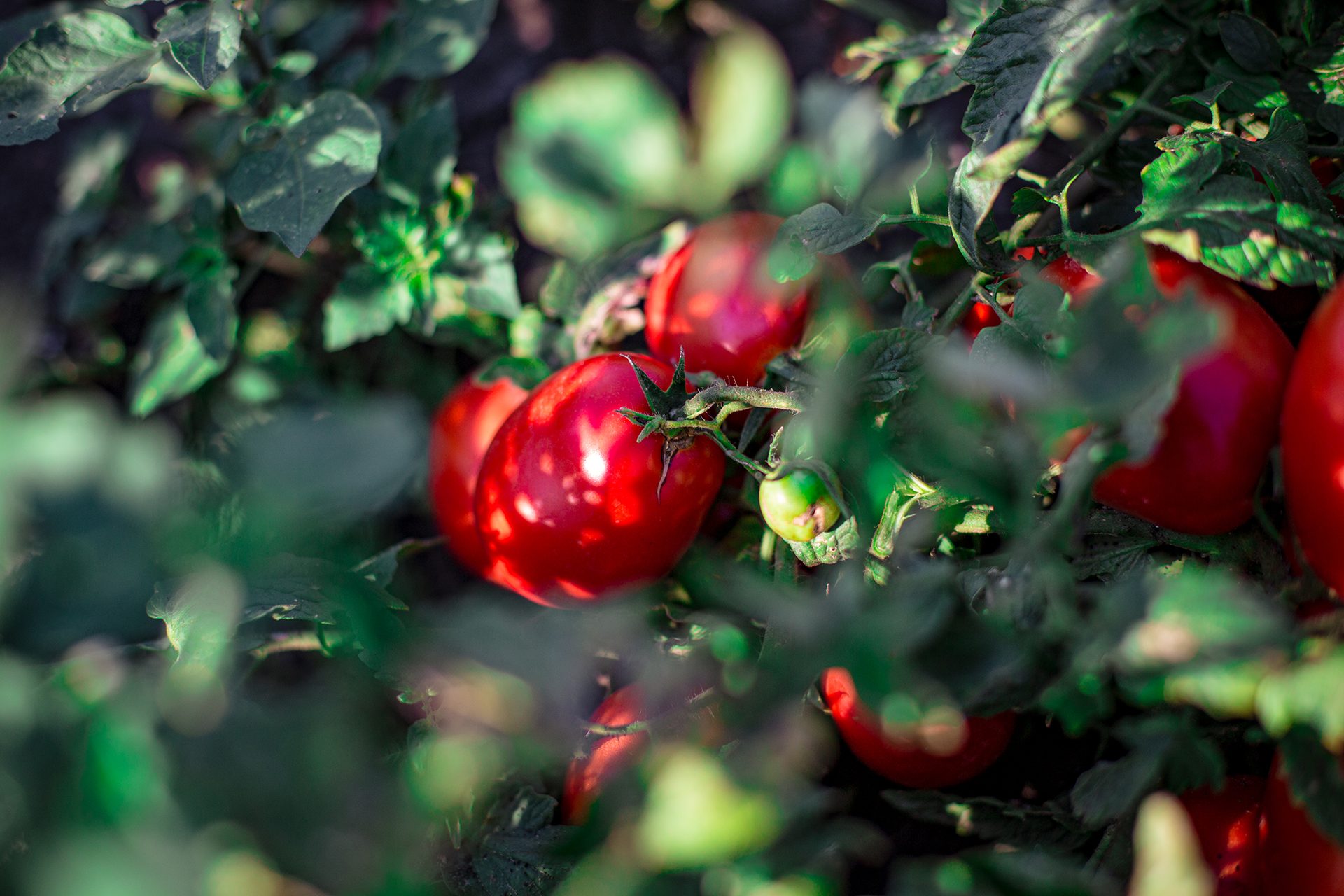 Seedless fruit, Natural foods, Woody plant, Food, Flower, Branch, Berry, Tree