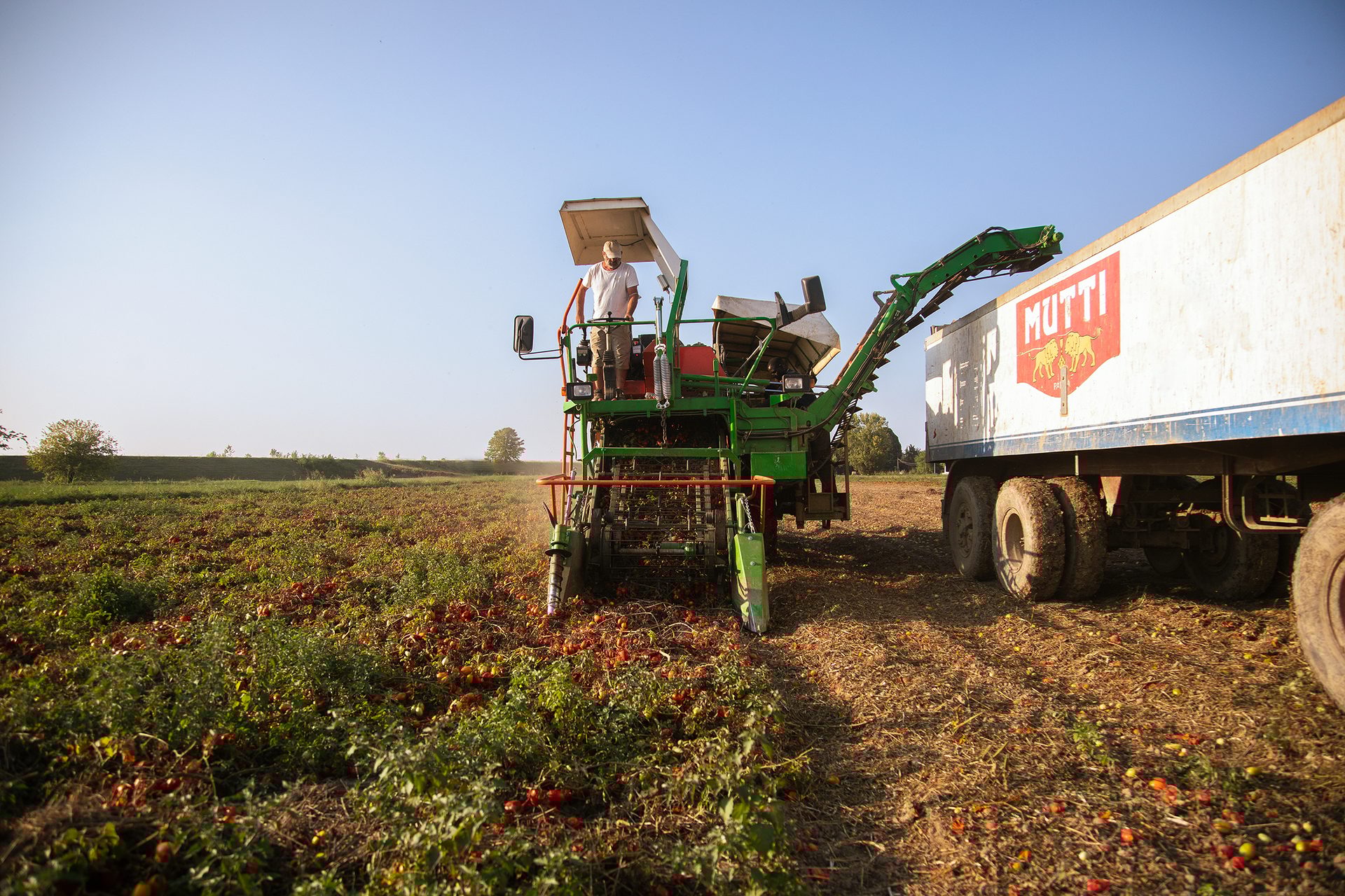 Automotive tire, Agricultural machinery, Wheel, Sky, Plant, Vehicle, Tractor, Flower, Agriculture