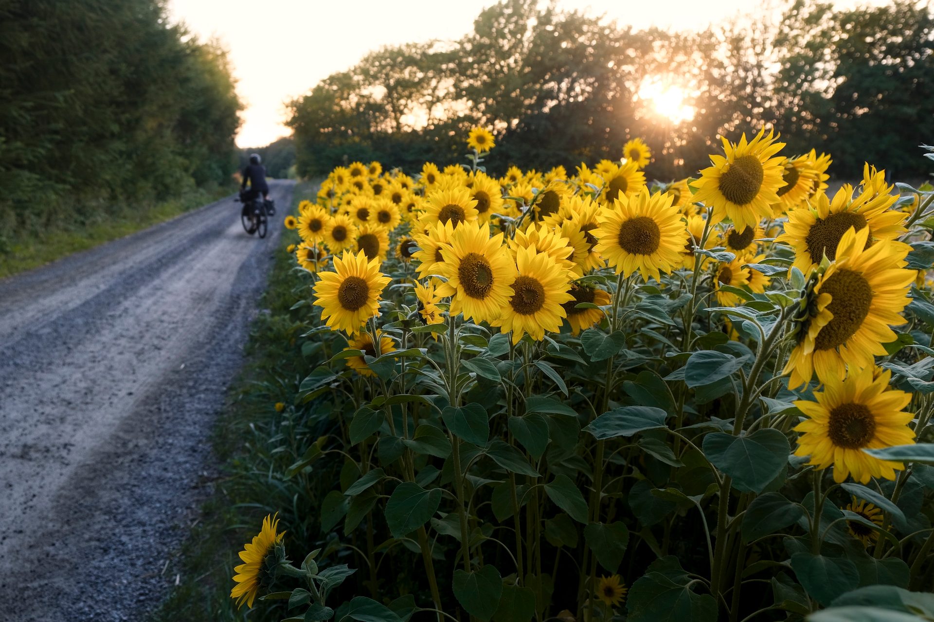 Flower, Plant, Sky, Petal, Green, Yellow, Vegetation, Sunlight, Grass, Landscape
