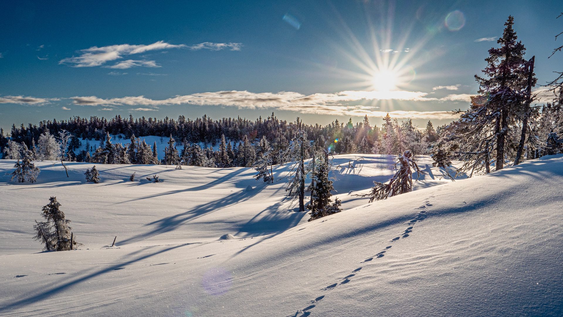 Bright winter scene with snow-covered forest, sparkling sun, long tree shadows, and footprints.