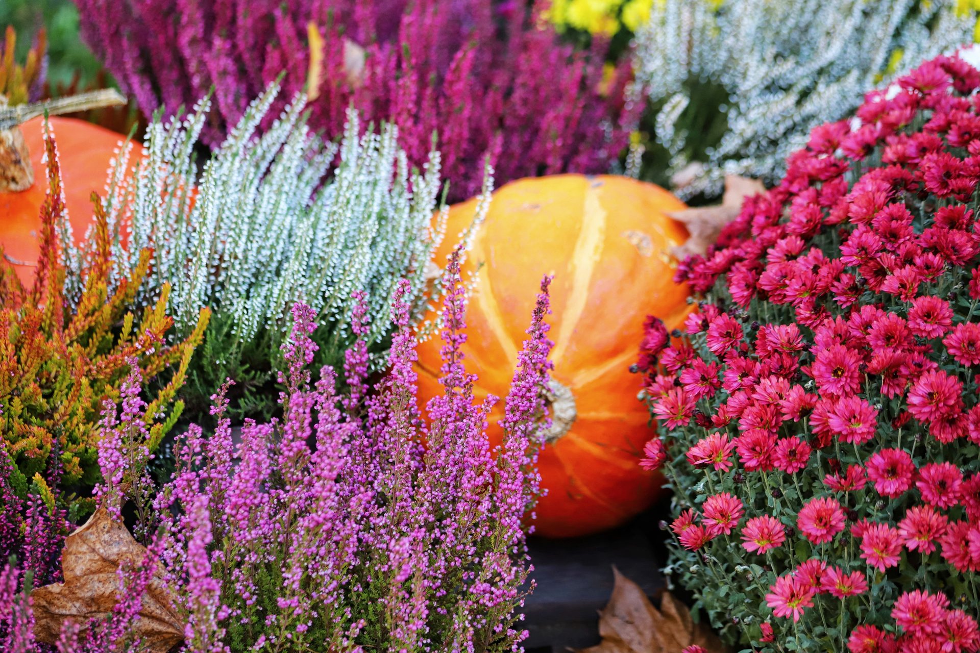 Vibrant autumn display: orange pumpkins, colorful heather, and red mums.