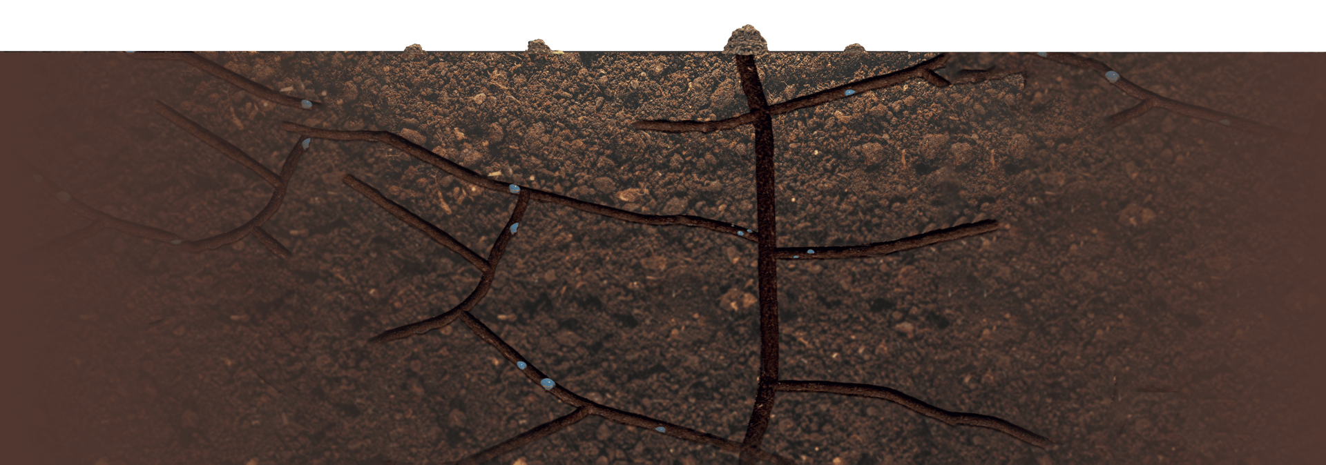 Road surface, Wire fencing, Plant, Wood, Twig, Branch, Grass