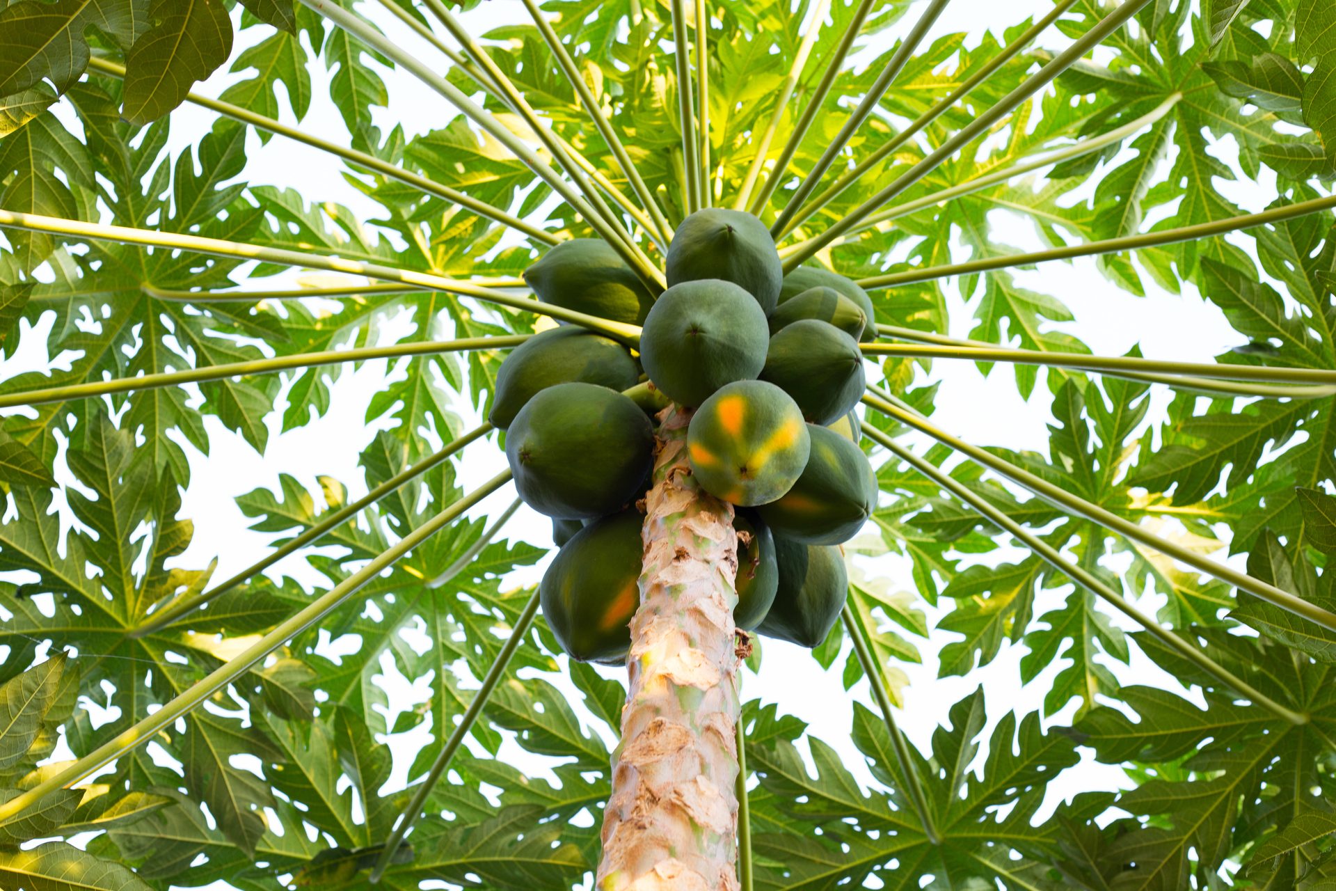 Terrestrial plant, Papaya, Arecales