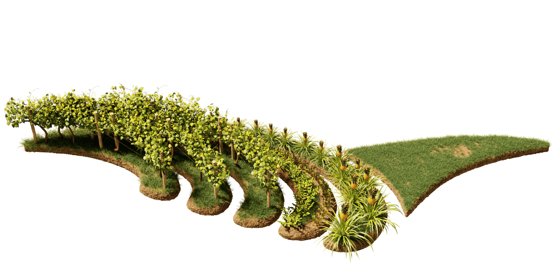 Terrestrial plant