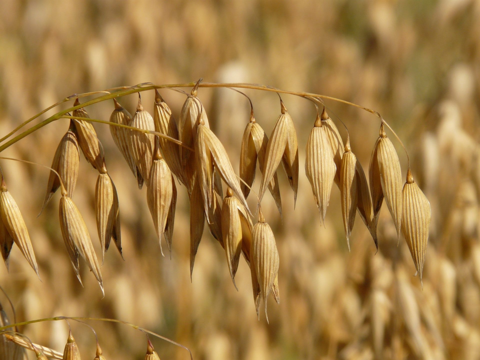 Terrestrial plant, Twig, Grass, Agriculture