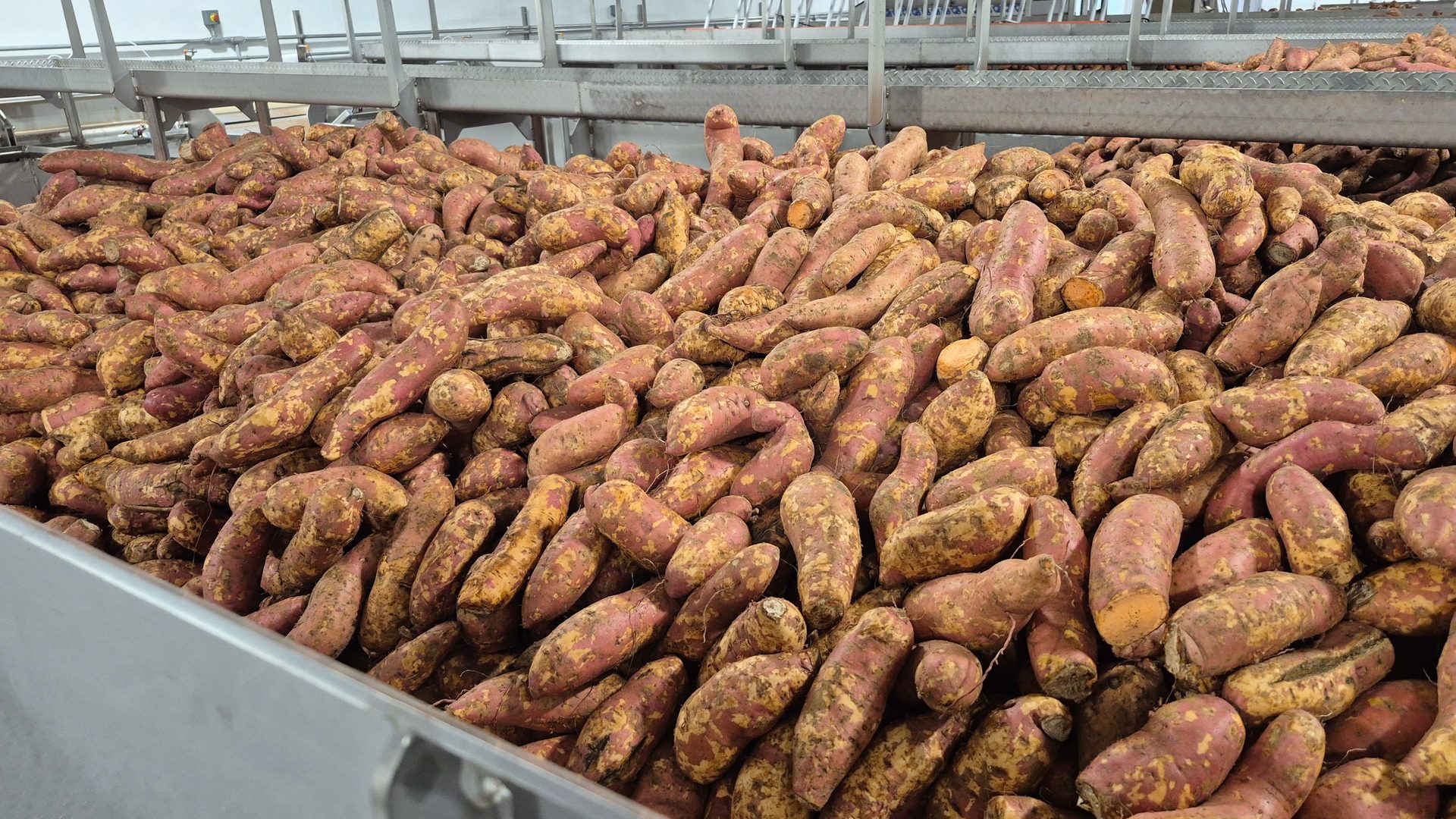 Large pile of freshly harvested sweet potatoes in an industrial setting.