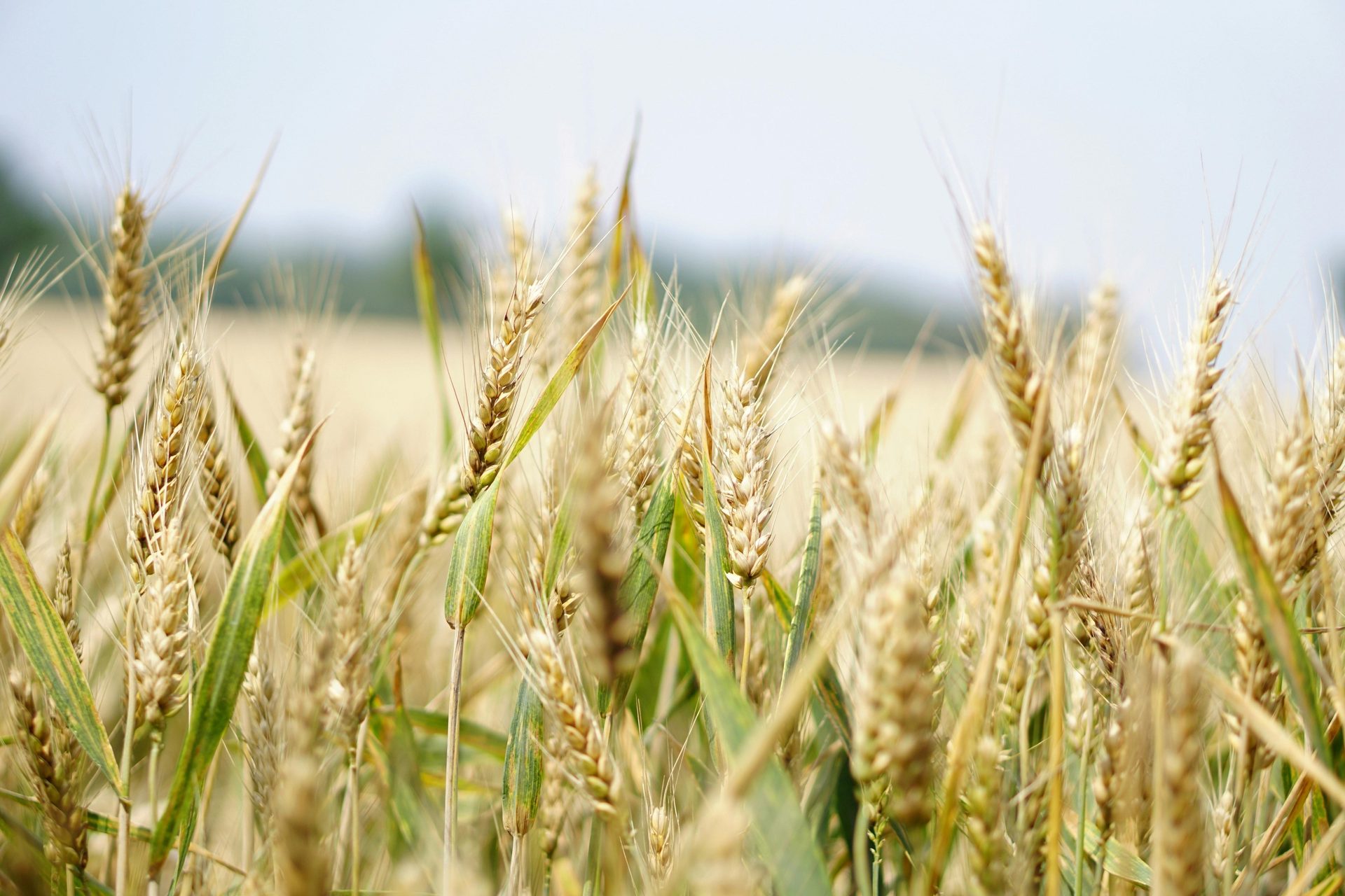 Wheat, Plant, Sky, Agriculture, Field, Landscape