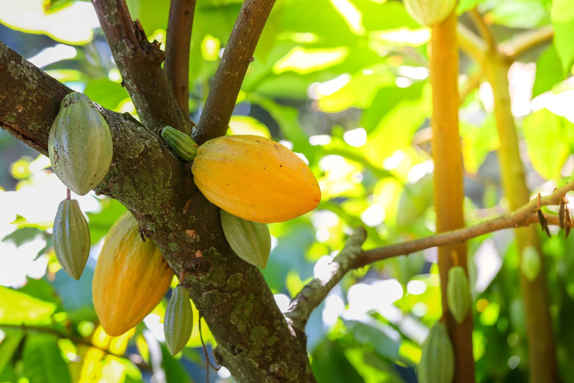 Branch, Twig, Citrus, Plant, Flower, Cocao pod