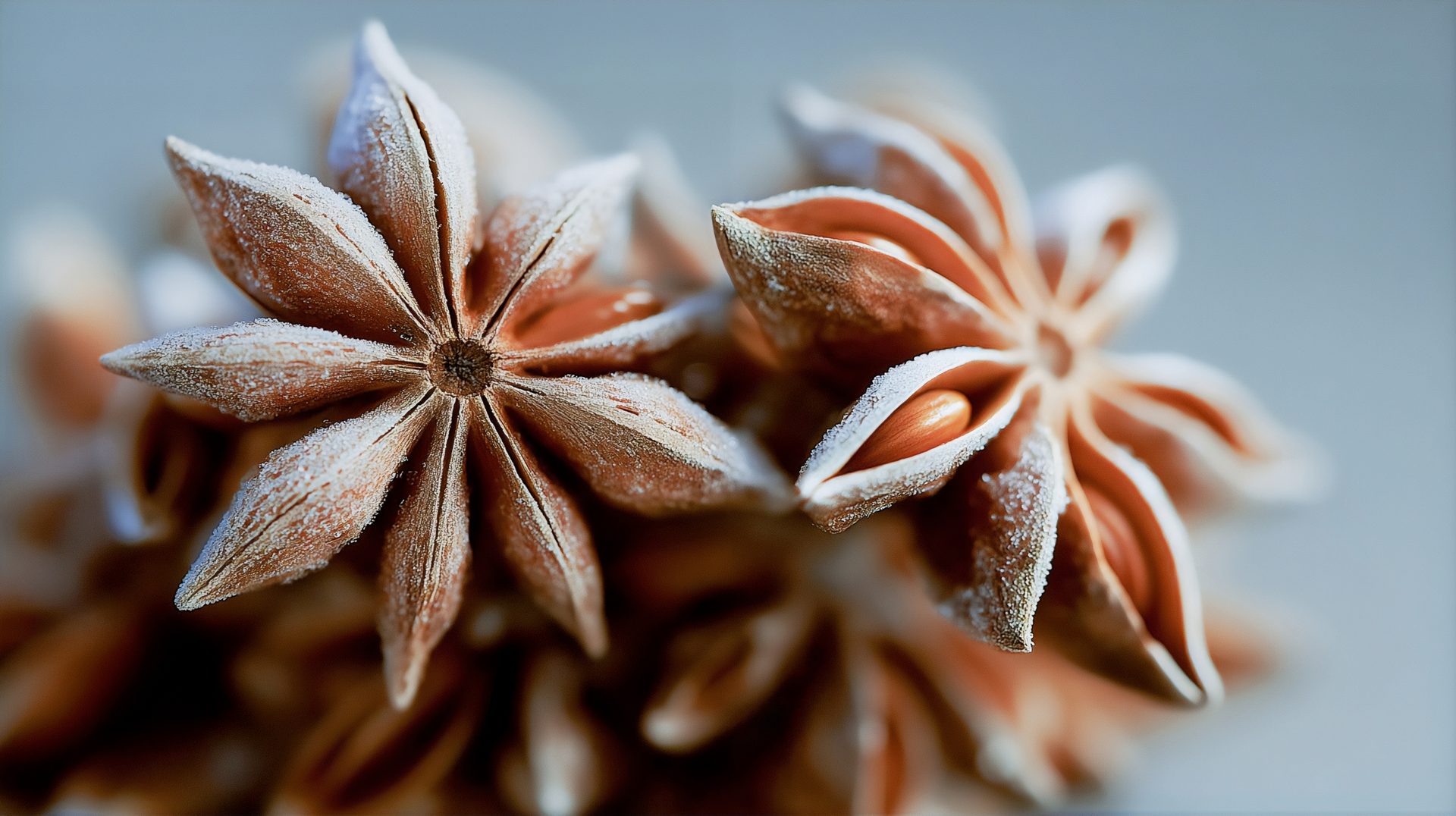 Frosted star anise pods, close-up, one with a seed visible.