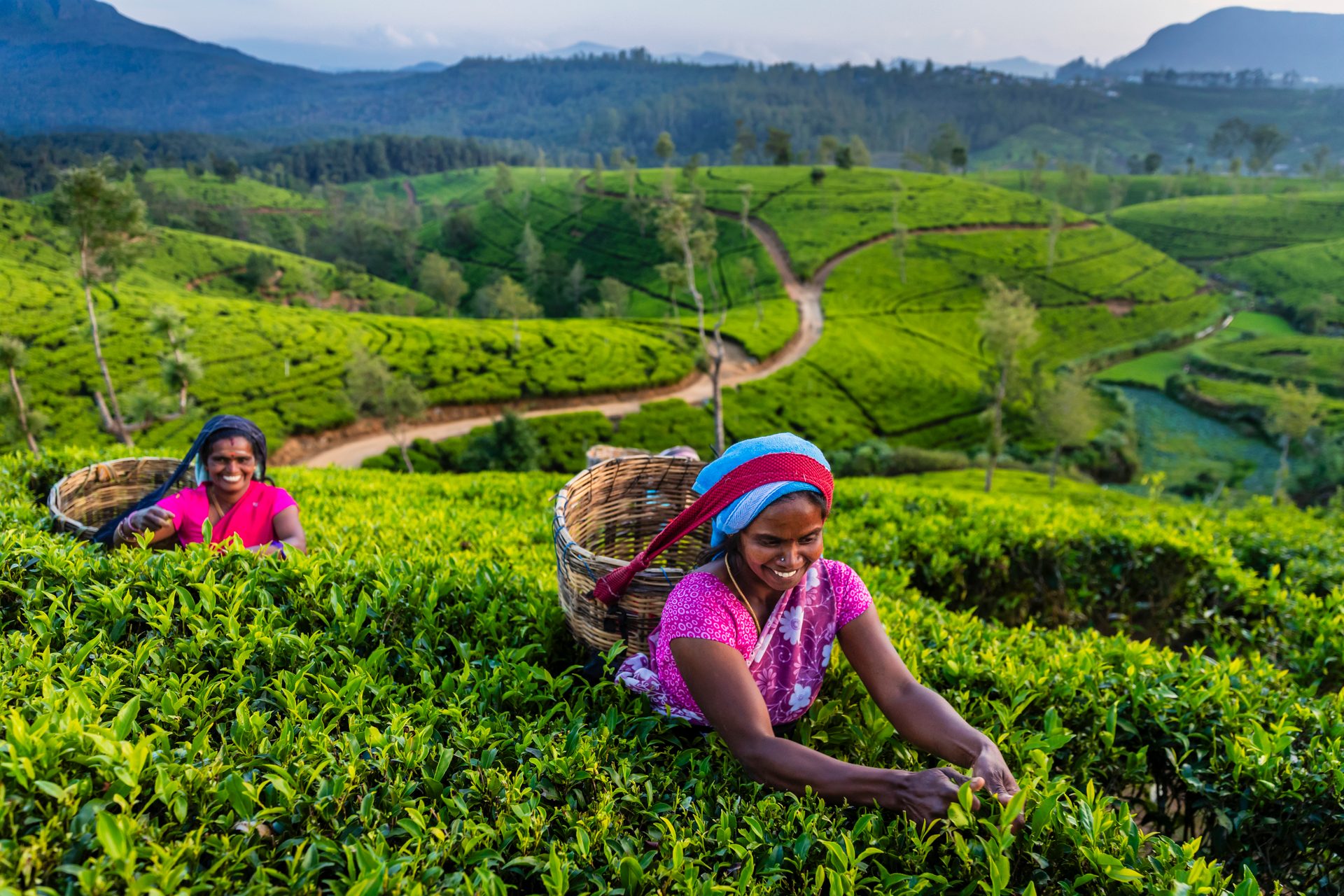 Two smiling women harvest tea leaves in a vibrant green plantation with mountains in the background.