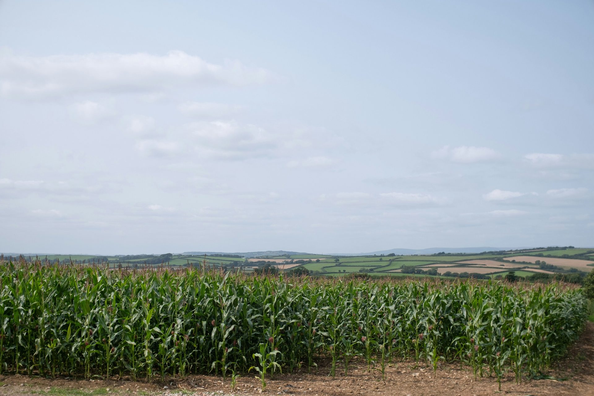 Cornfield in front of rolling hills and cloudy sky.