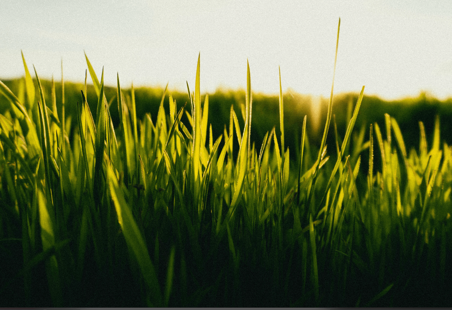 Close-up of grass blades backlit by the setting sun.