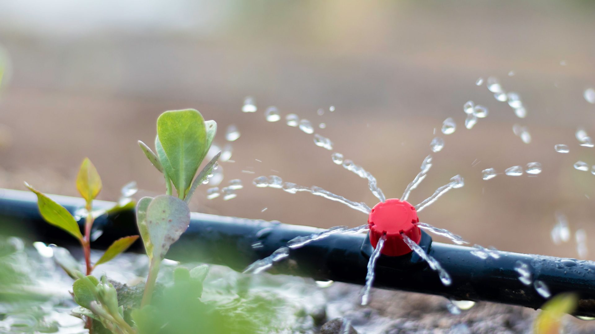 Terrestrial plant, Liquid, Arthropod, Fluid, Twig, Insect