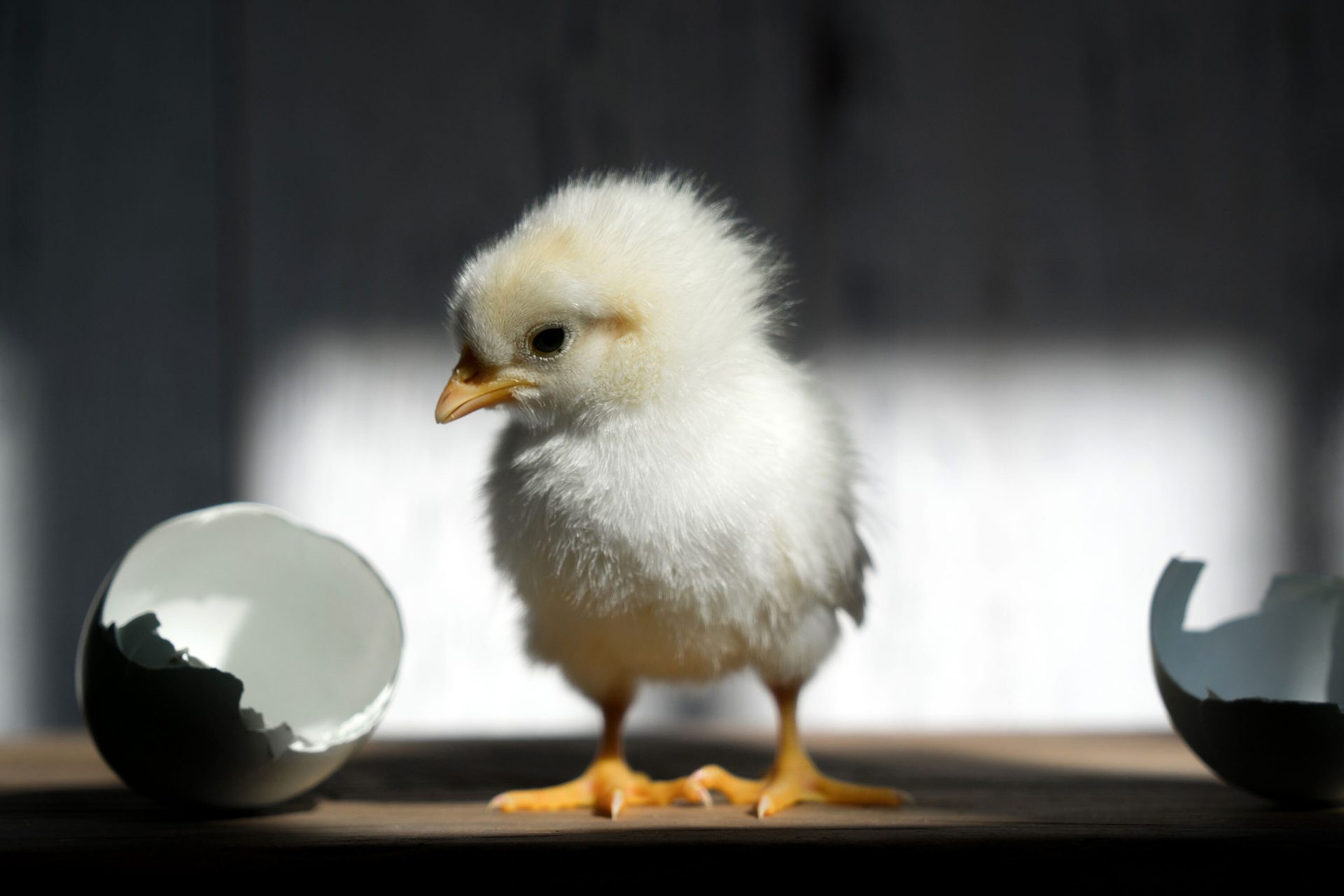 Bird, Beak, Feather
