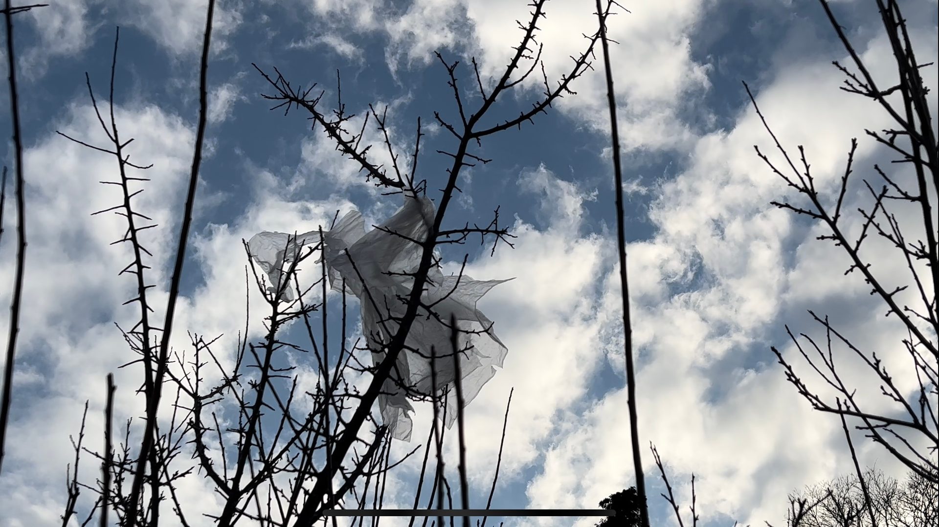 Natural landscape, Cloud, Sky, Twig
