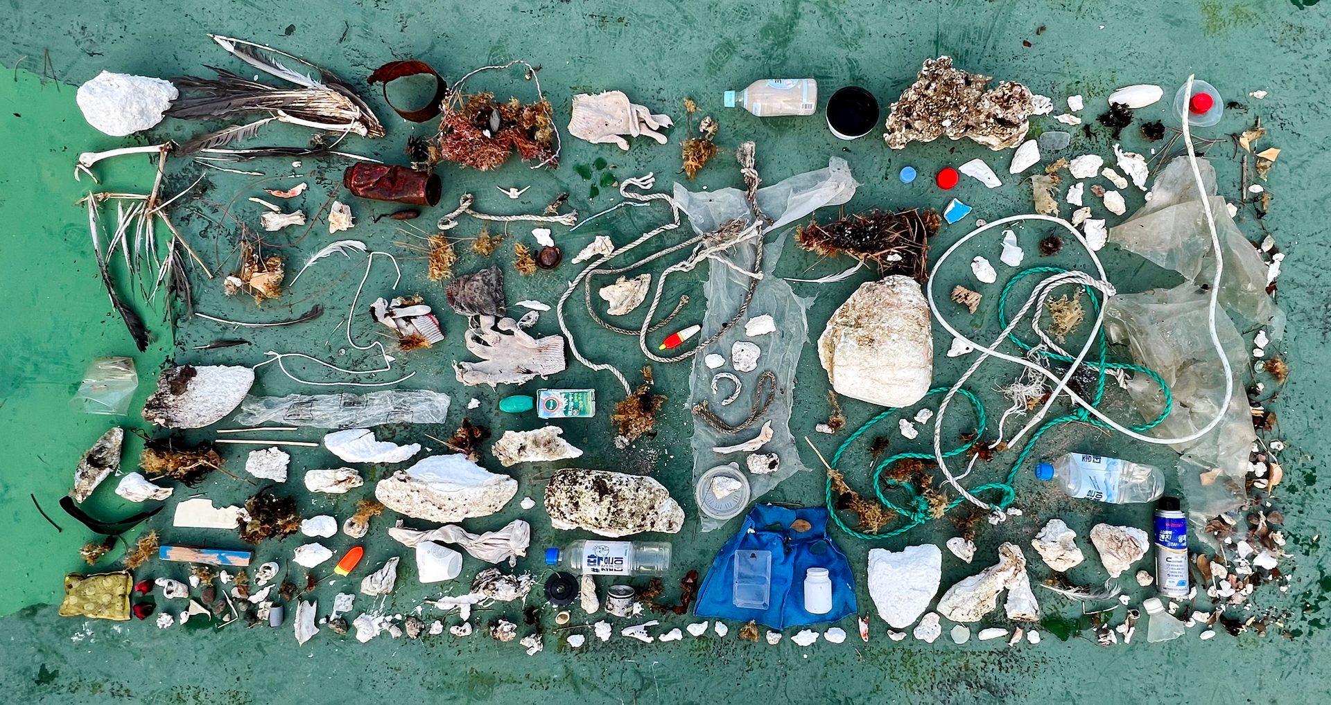 Textile, Organism, Art