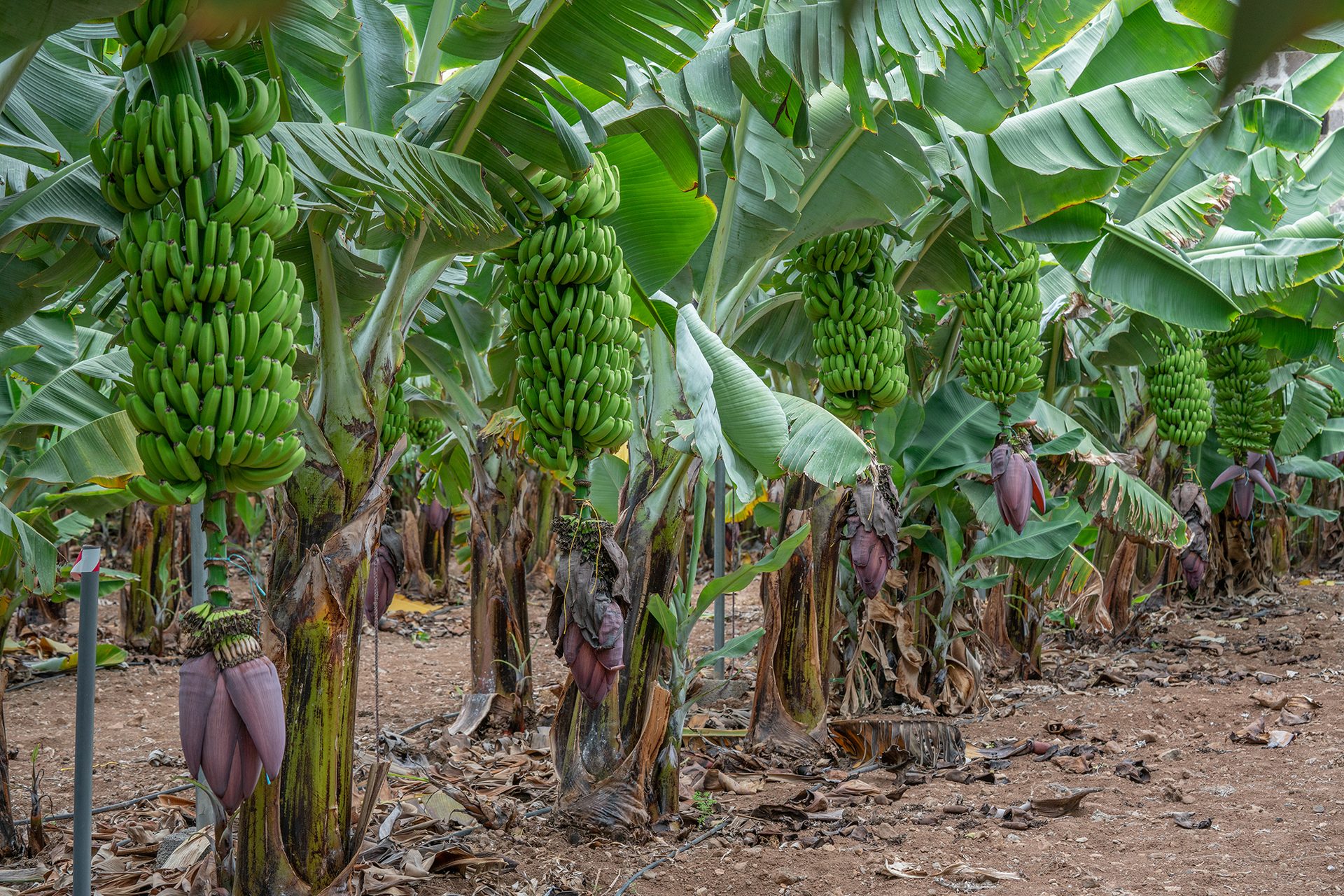 Banana plantation with green bananas on trees and purple banana flowers.