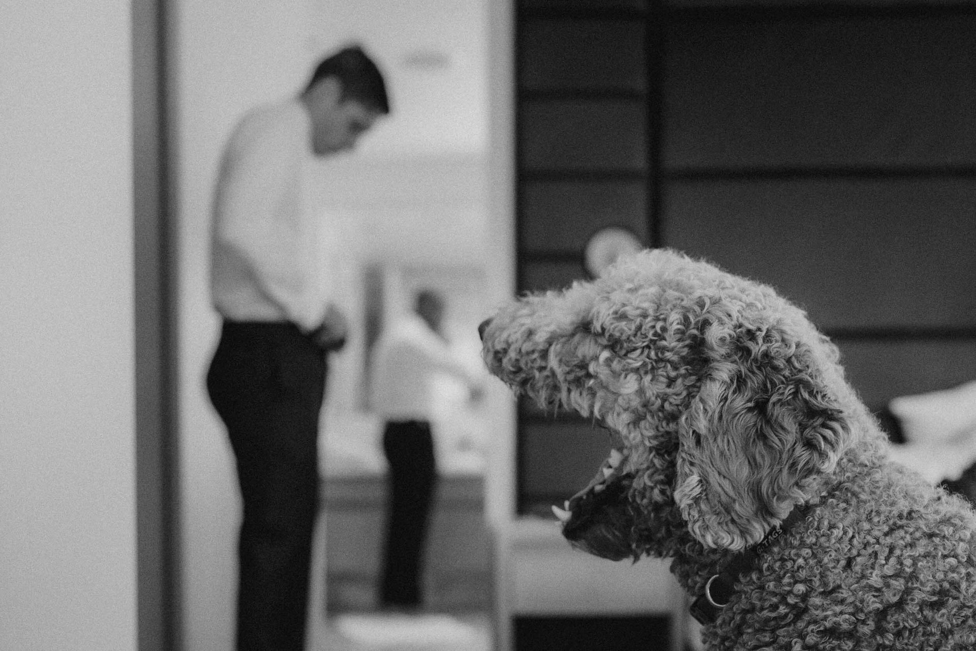 Black and white, Monochrome photography, Dog, Carnivores, Grey