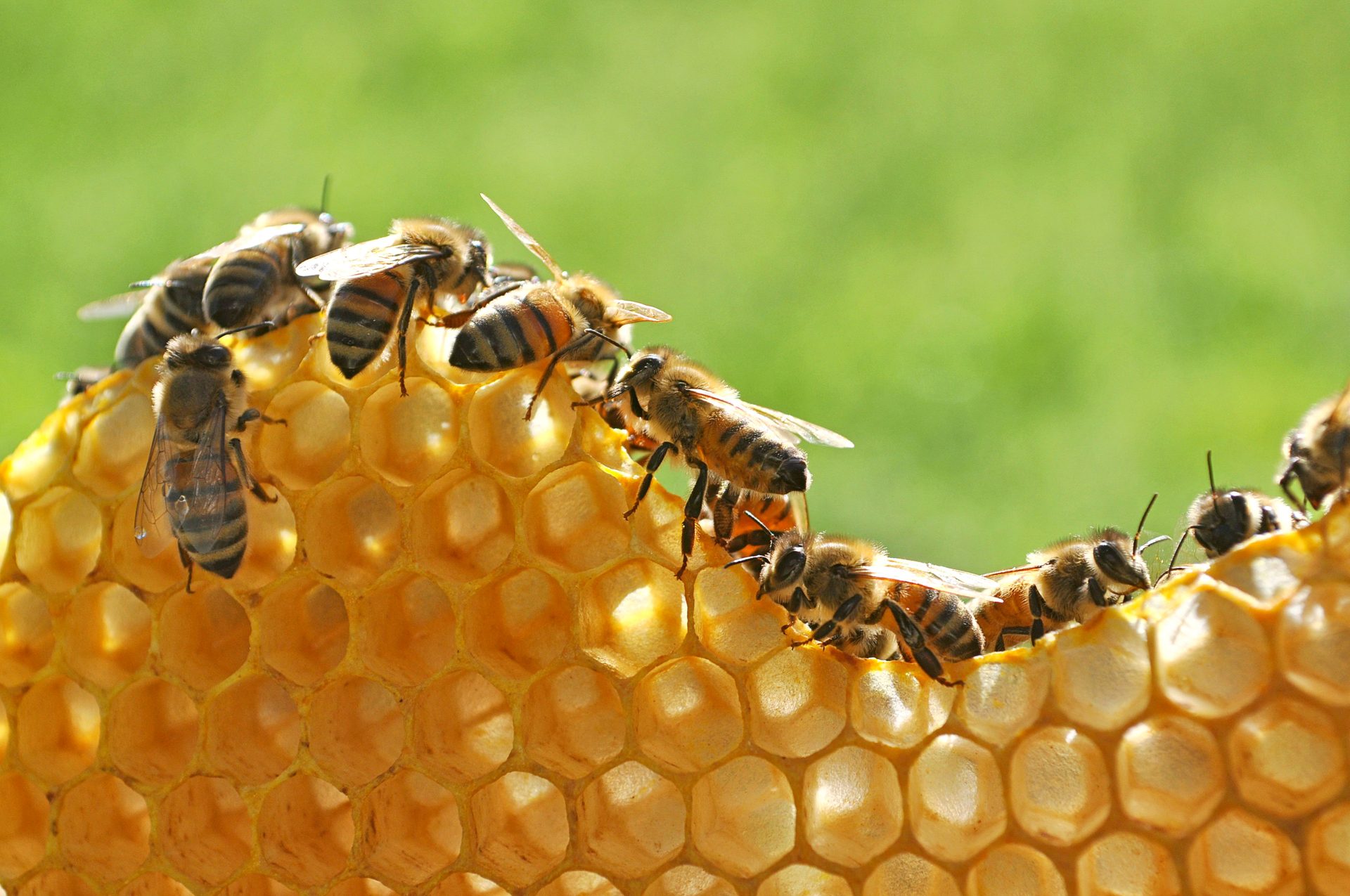 Terrestrial animal, Beehive, Honeycomb, Pollinator, Arthropod, Insect, Honeybee, Organism