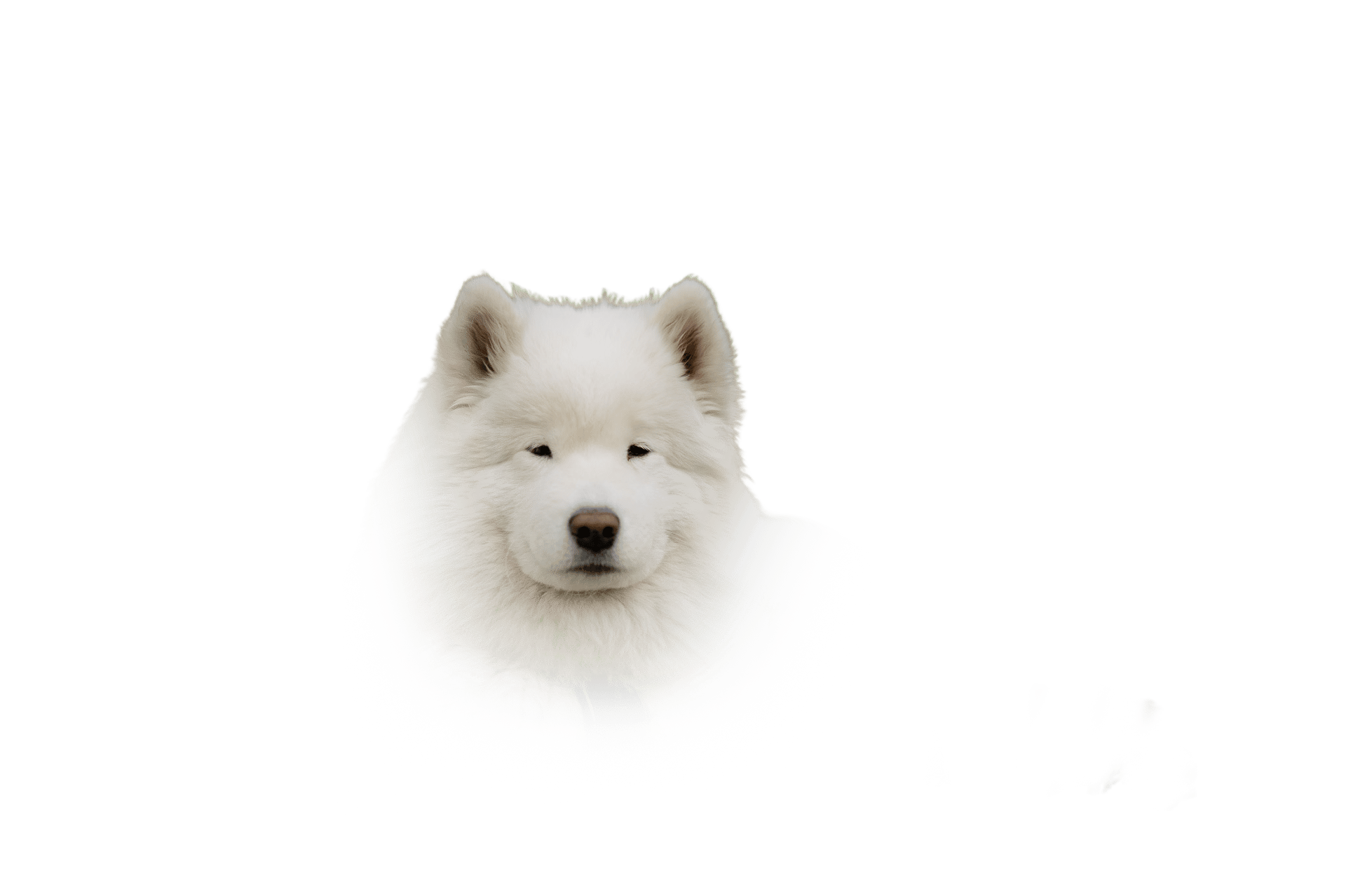 A fluffy white Samoyed dog looks directly ahead against a solid green background.