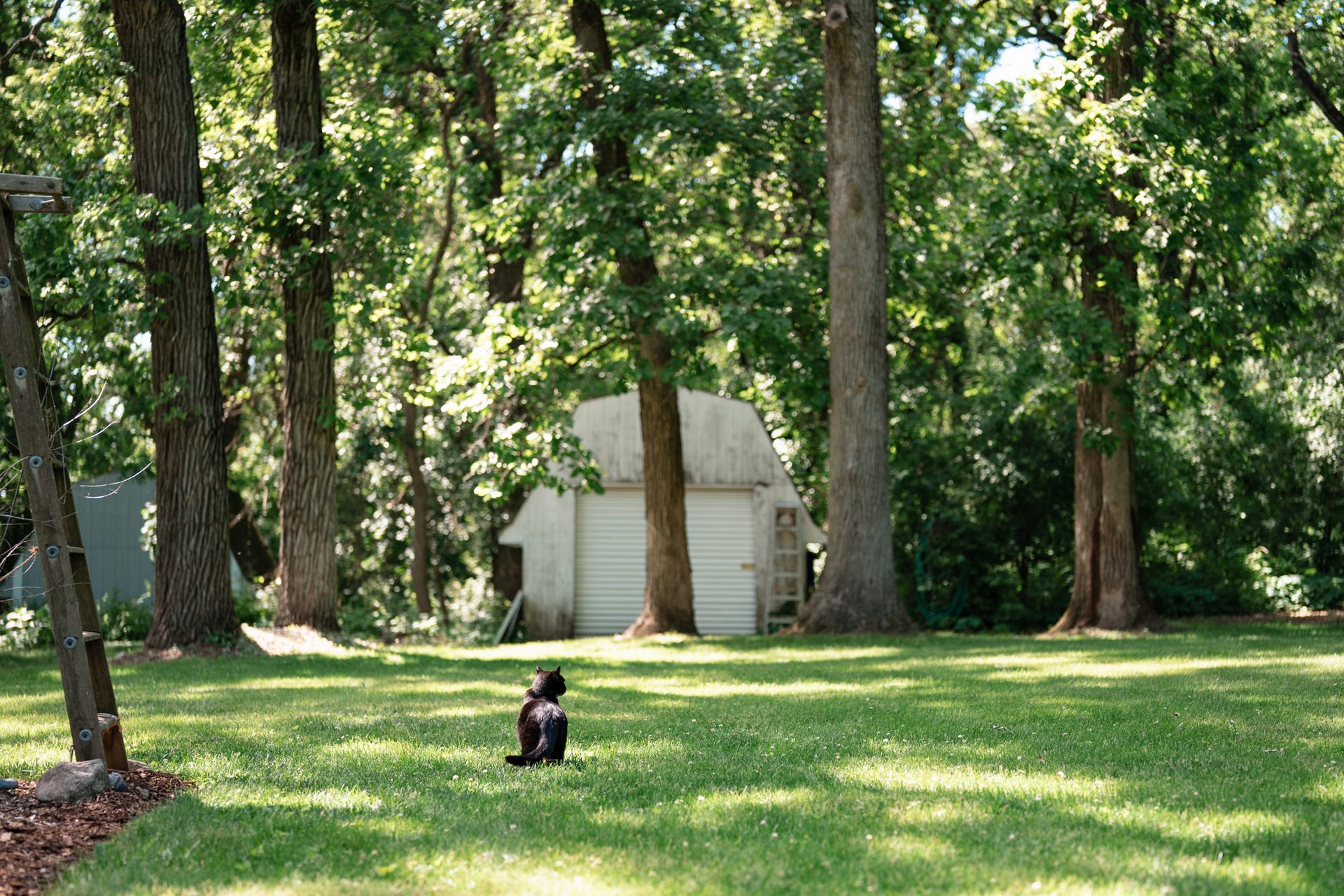 Natural landscape, Woody plant, Branch, Shade, Tree, Grass, Sunlight, Trunk, Biome