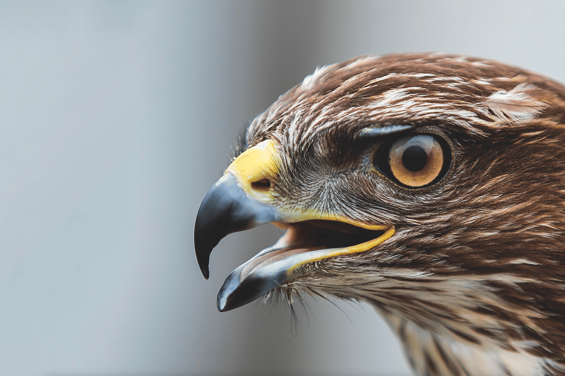 Bird, Accipitridae, Falcon, Beak, Feather, Eagle, Falconiformes