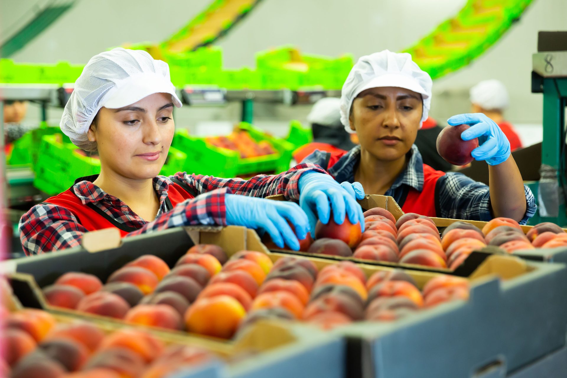 Two women in hairnets and gloves sort fresh peaches into boxes at a fruit packing plant.