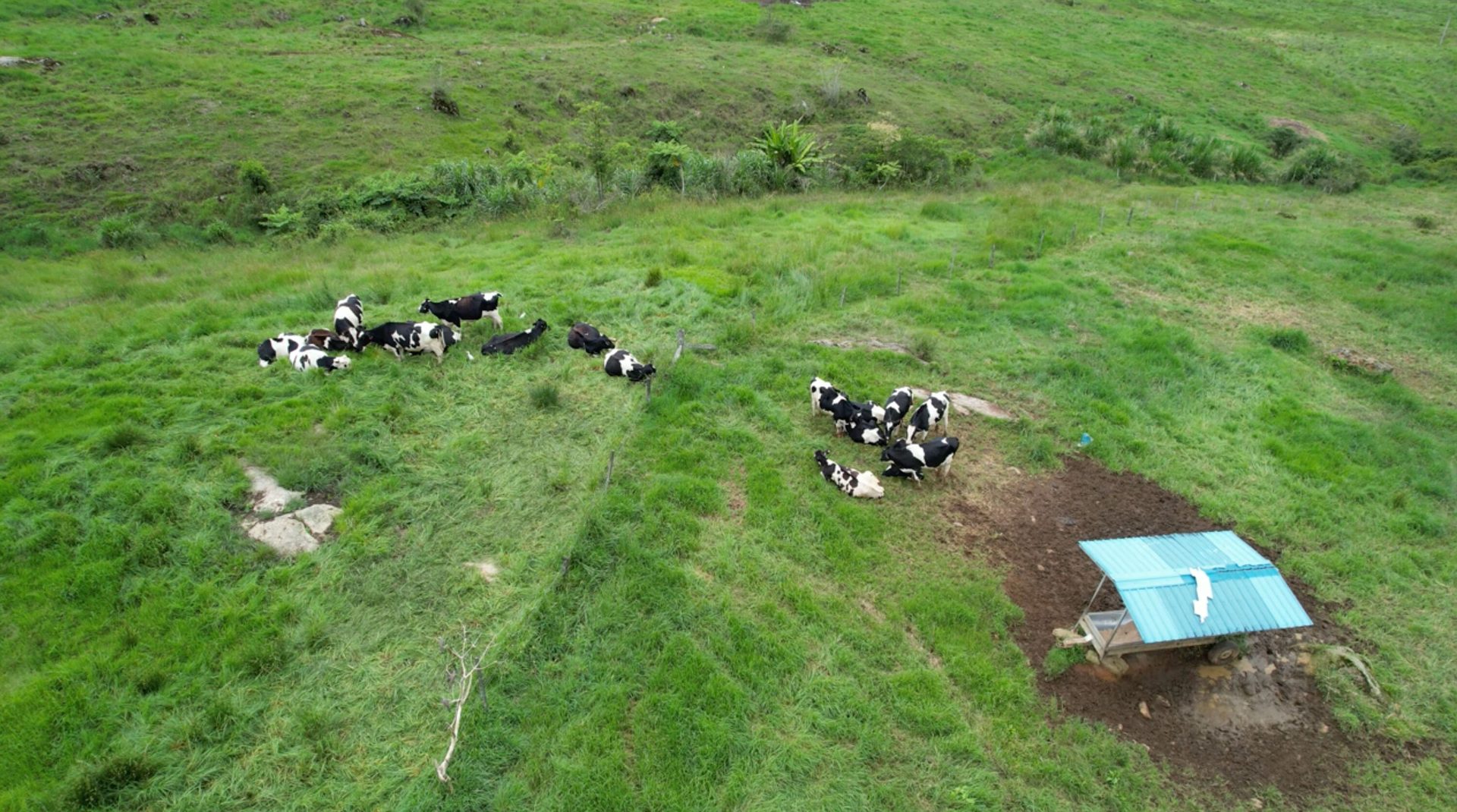Plant community, Natural landscape, Land lot, Grassland
