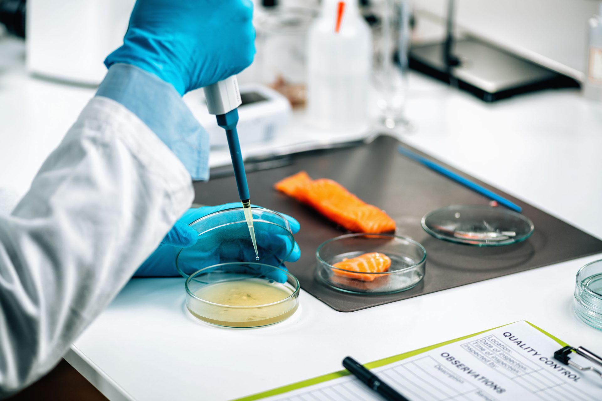Lab scientist tests salmon in petri dishes with a pipette for quality control and food safety.