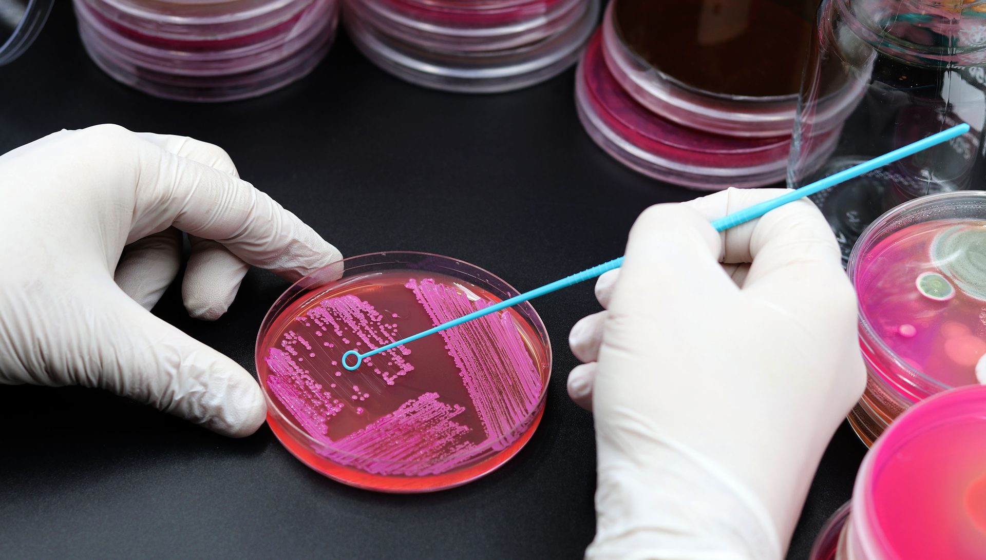 Gloved hands working in a lab, streaking cultures on a magenta agar petri dish with an inoculation loop.