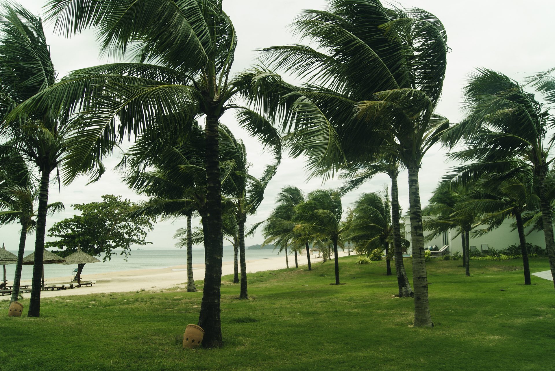 Natural environment, Plant, Sky, Water, Daytime, Tree, Leaf, Botany, Coconut, Arecales