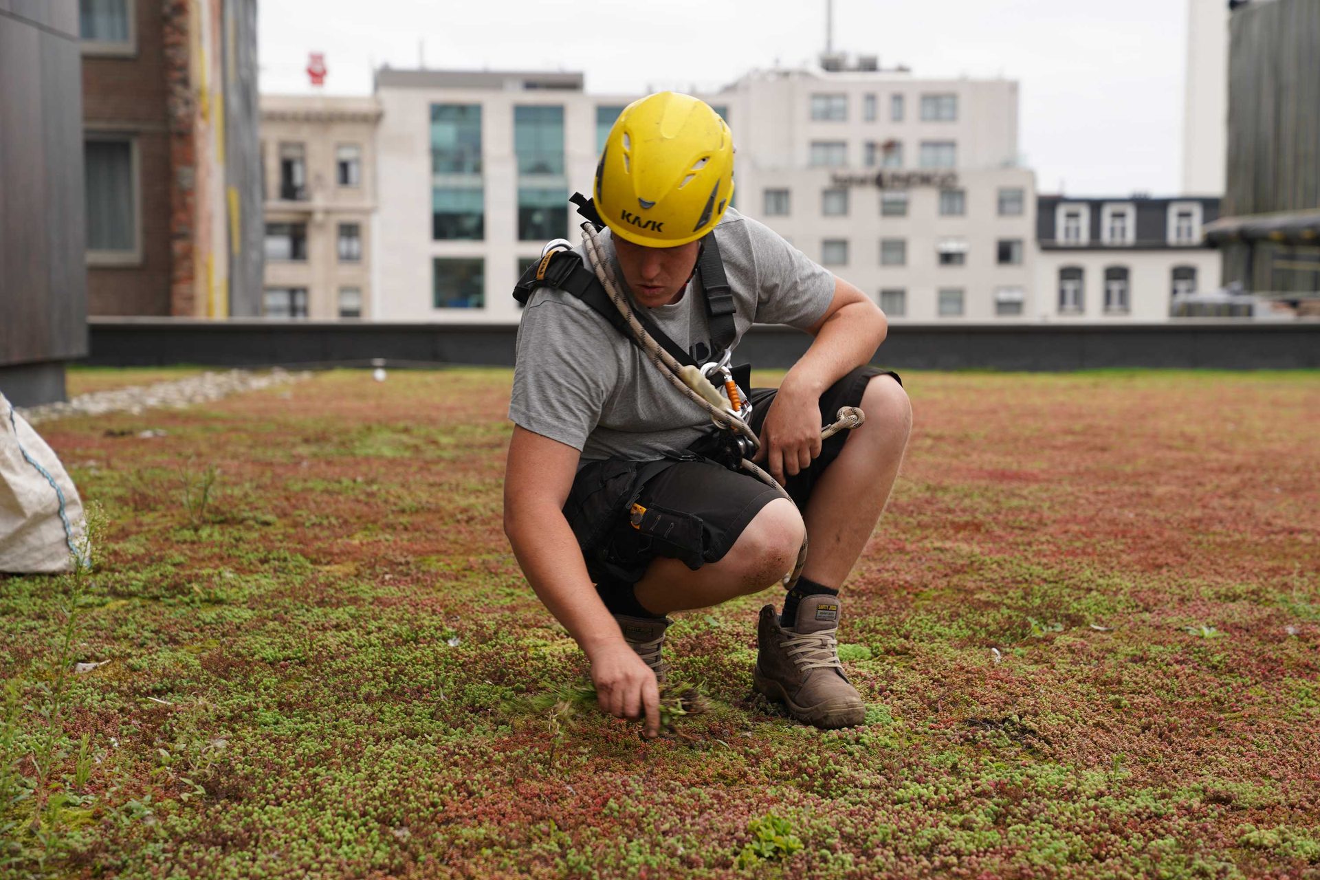 Sports gear, Hard hat, Bicycle helmet, Plant, Player, Wood