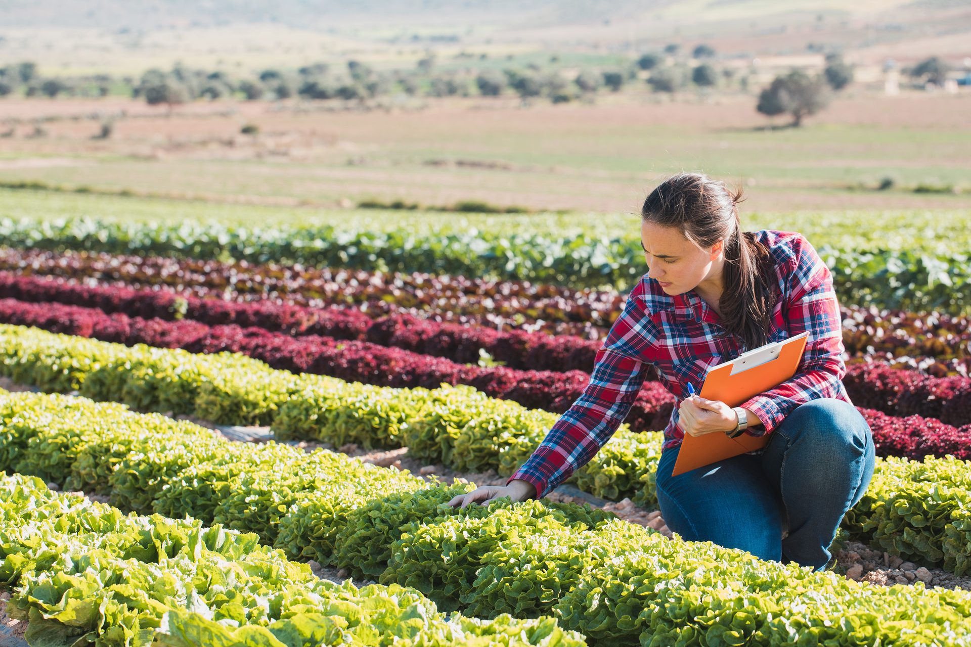 Woman inspects rows of green and red lettuce crops in a field.