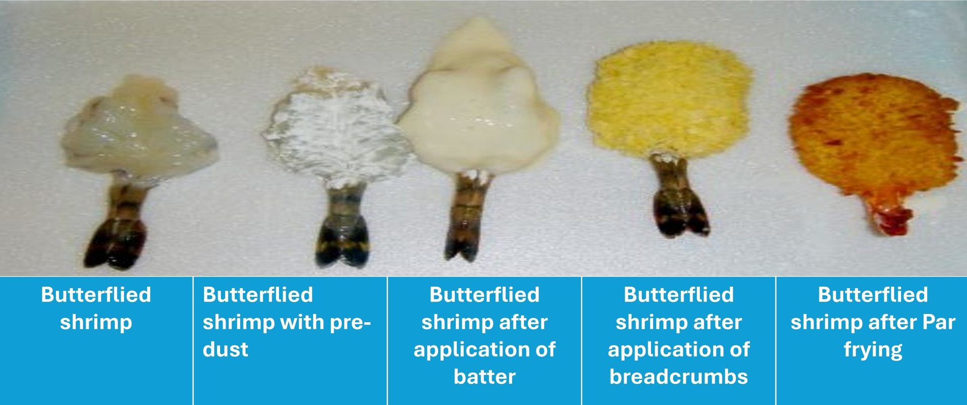 Steps of preparing breaded shrimp: raw, pre-dusted, battered, breadcrumbed, and par-fried.