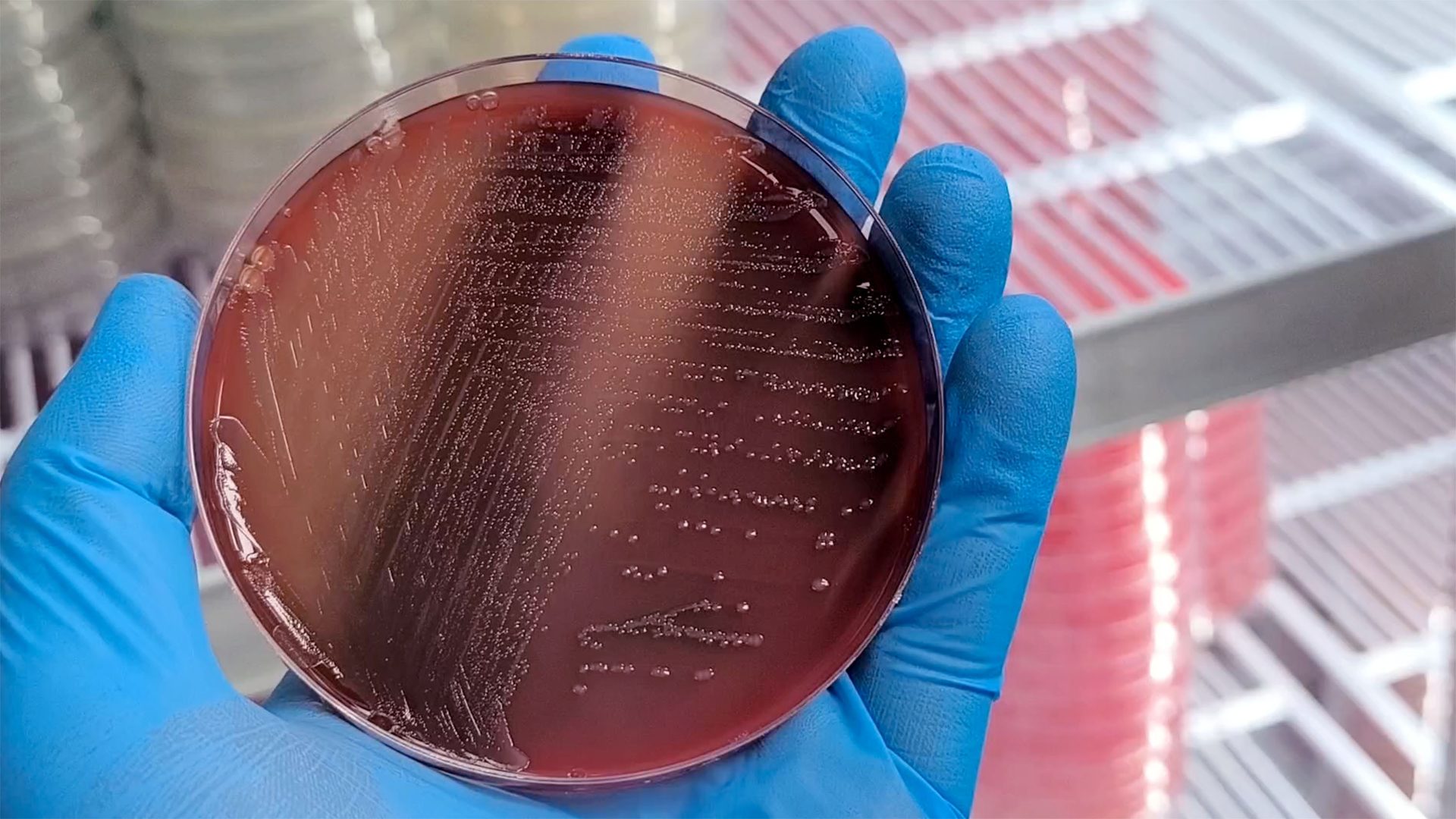 A gloved hand holds a petri dish showing red agar streaked with bacterial colonies.