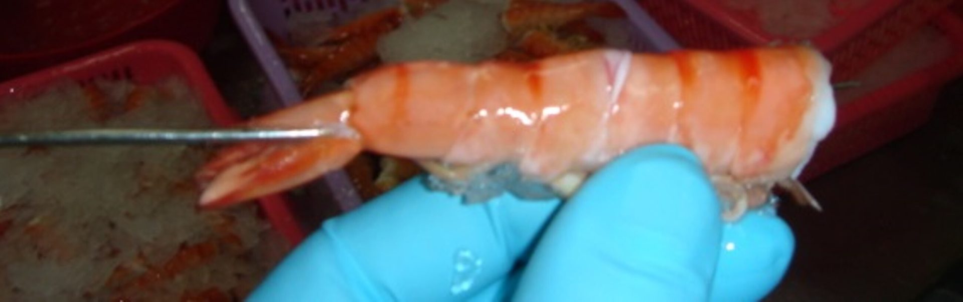 Gloved hand holds a skewered cooked shrimp; more shrimp in baskets behind.