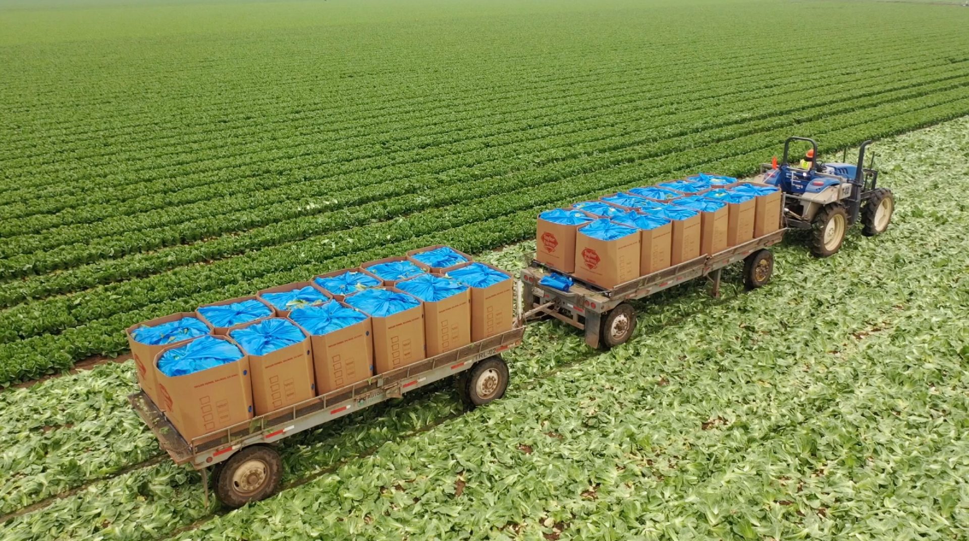 Agriculture, Field, Plantation, Farmworker, Crop, Farm
