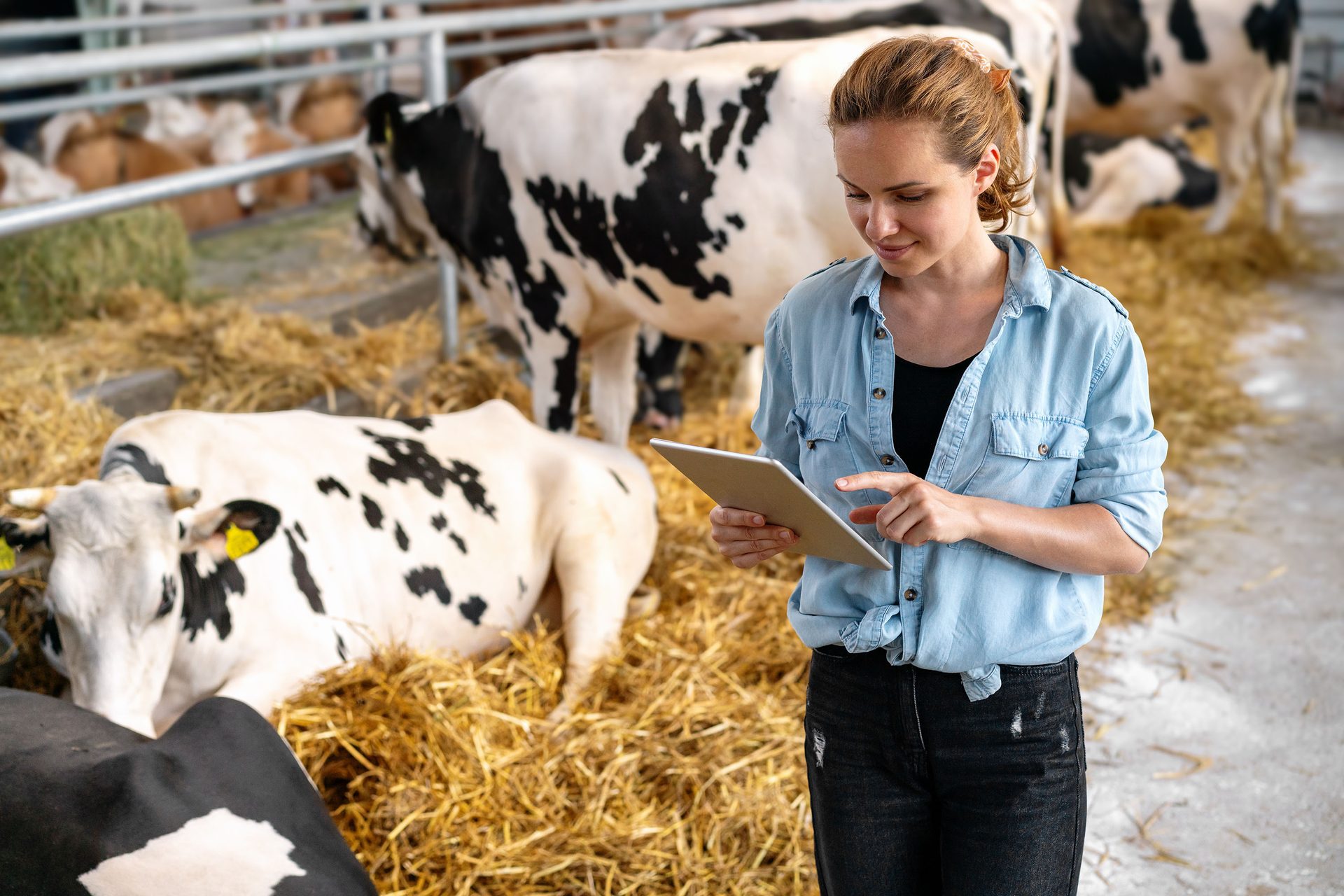 Woman on a dairy farm using a tablet, with cows in a barn.