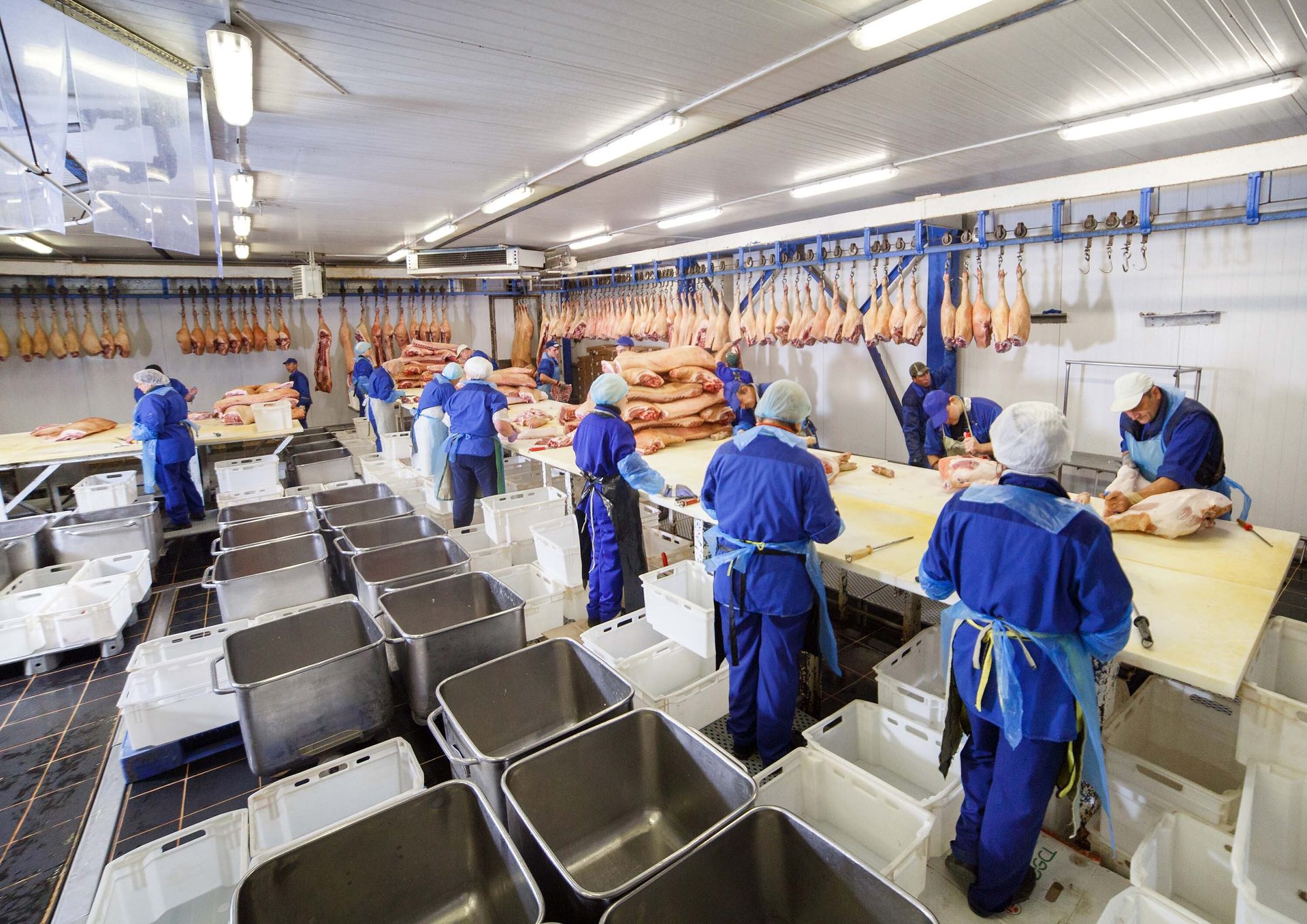 Butchers in blue uniforms process pork in a brightly lit meat packing plant.