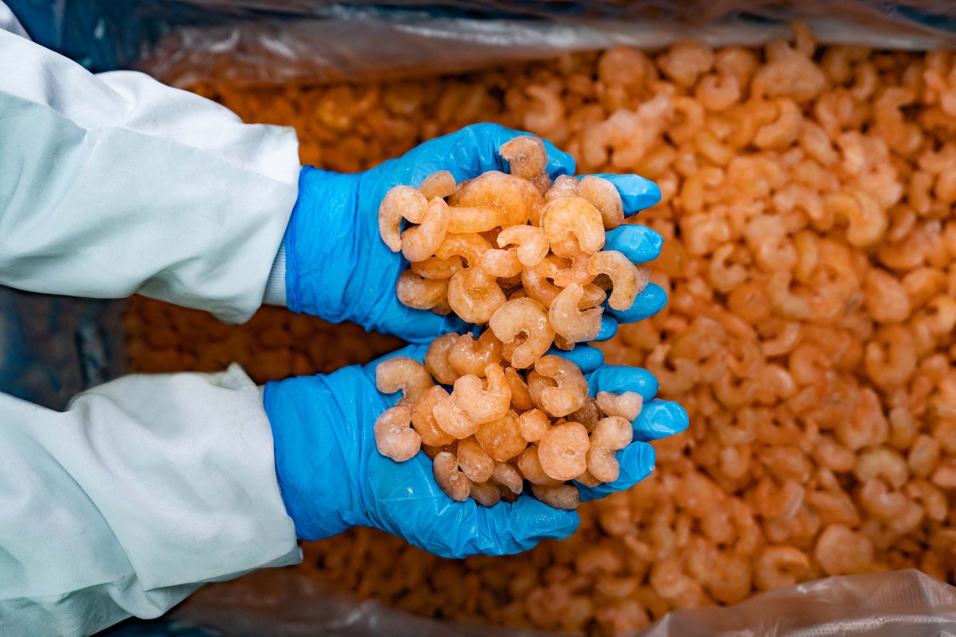 Hands in blue gloves scoop frozen pink shrimp from a large container.