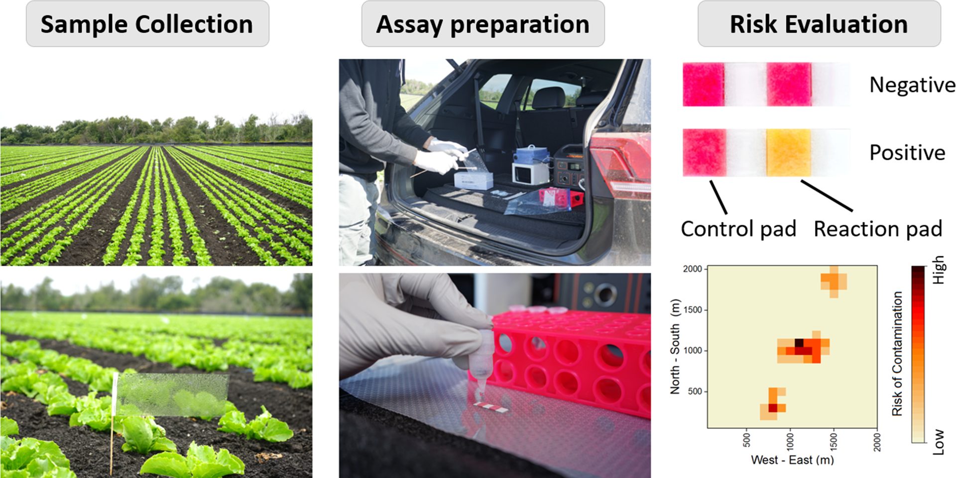 Agricultural contamination detection process: field sampling, assay, and risk mapping.