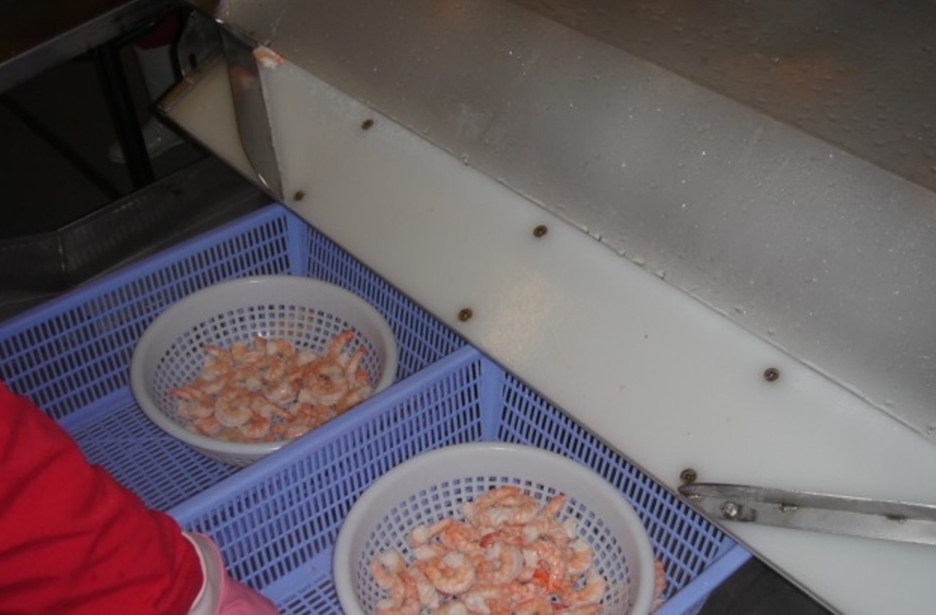 Shrimp being processed on a conveyor belt, dropping into two white colanders placed in blue crates.