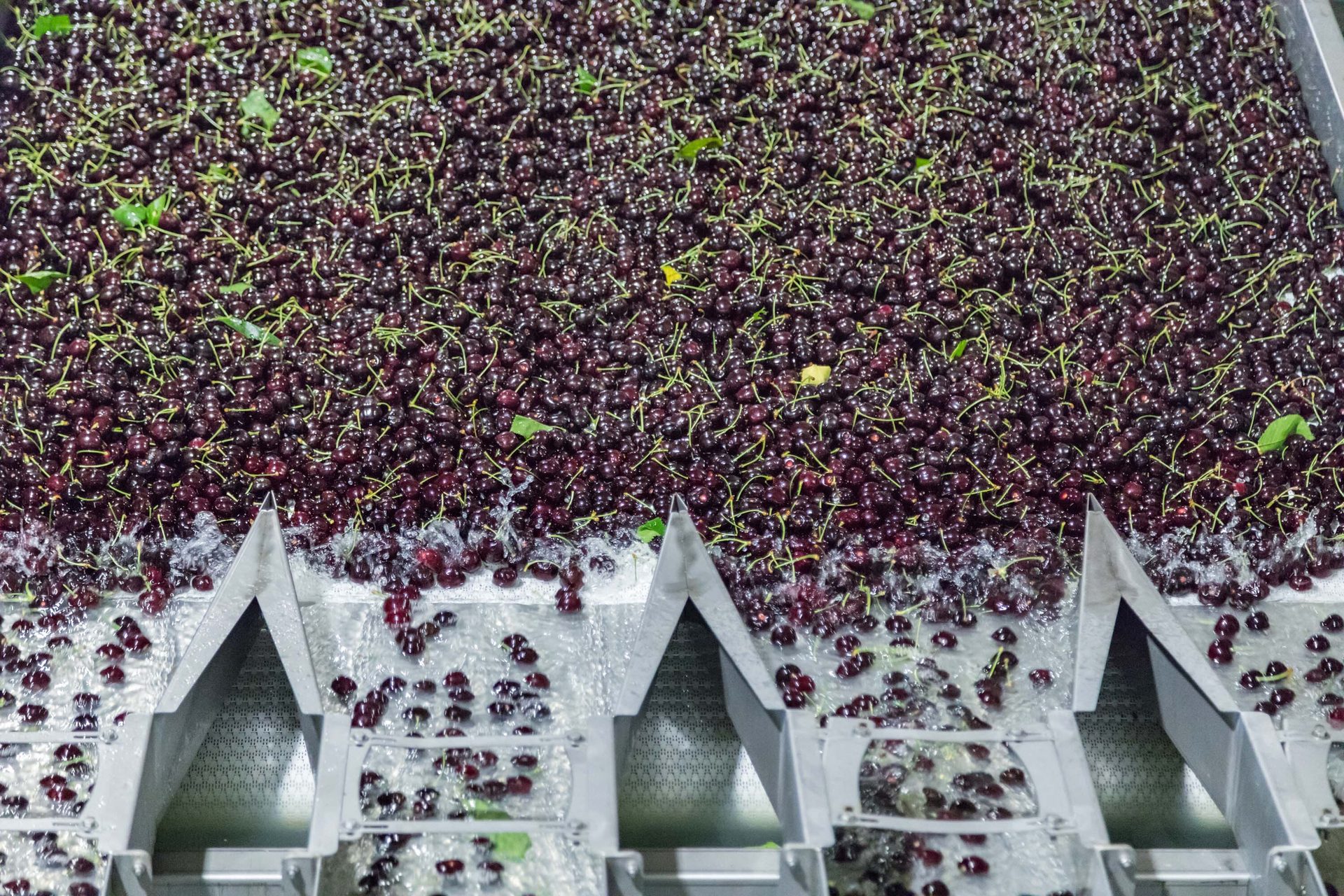 A vast quantity of fresh, dark red cherries with green stems being washed and sorted on an industrial line.